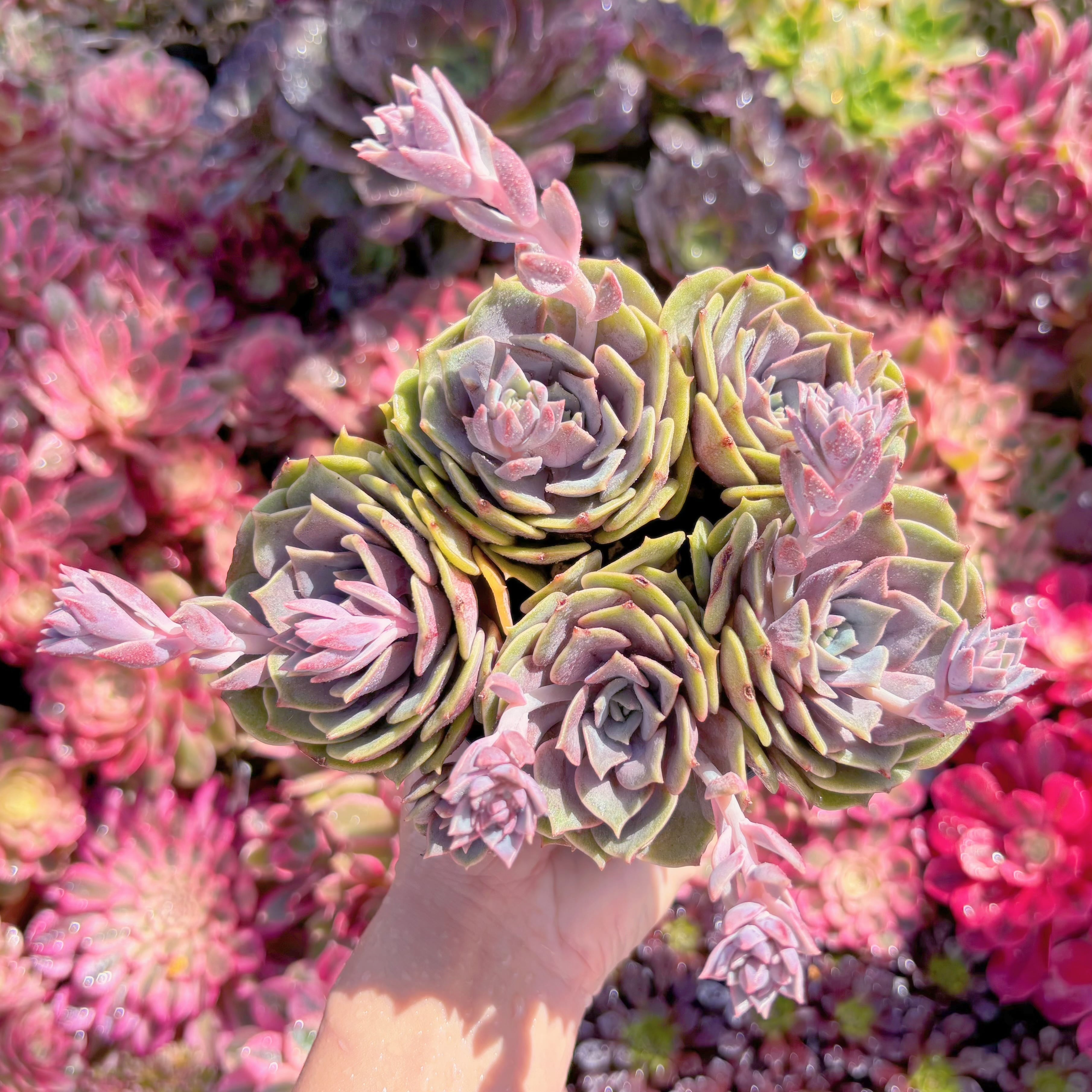 現品　紫姫#K046　大群生　新入荷　るる農園