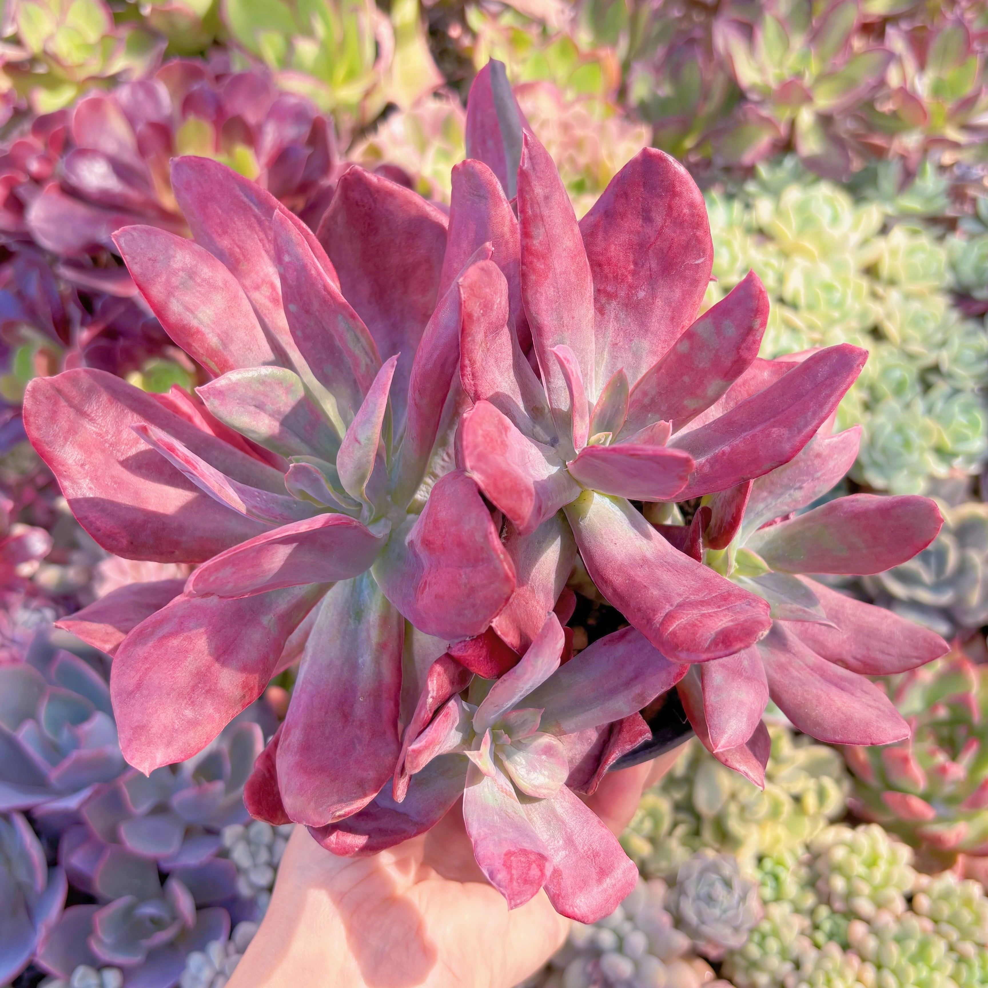 現品　ダイアモンドステート錦#E05　新入荷　るる農園