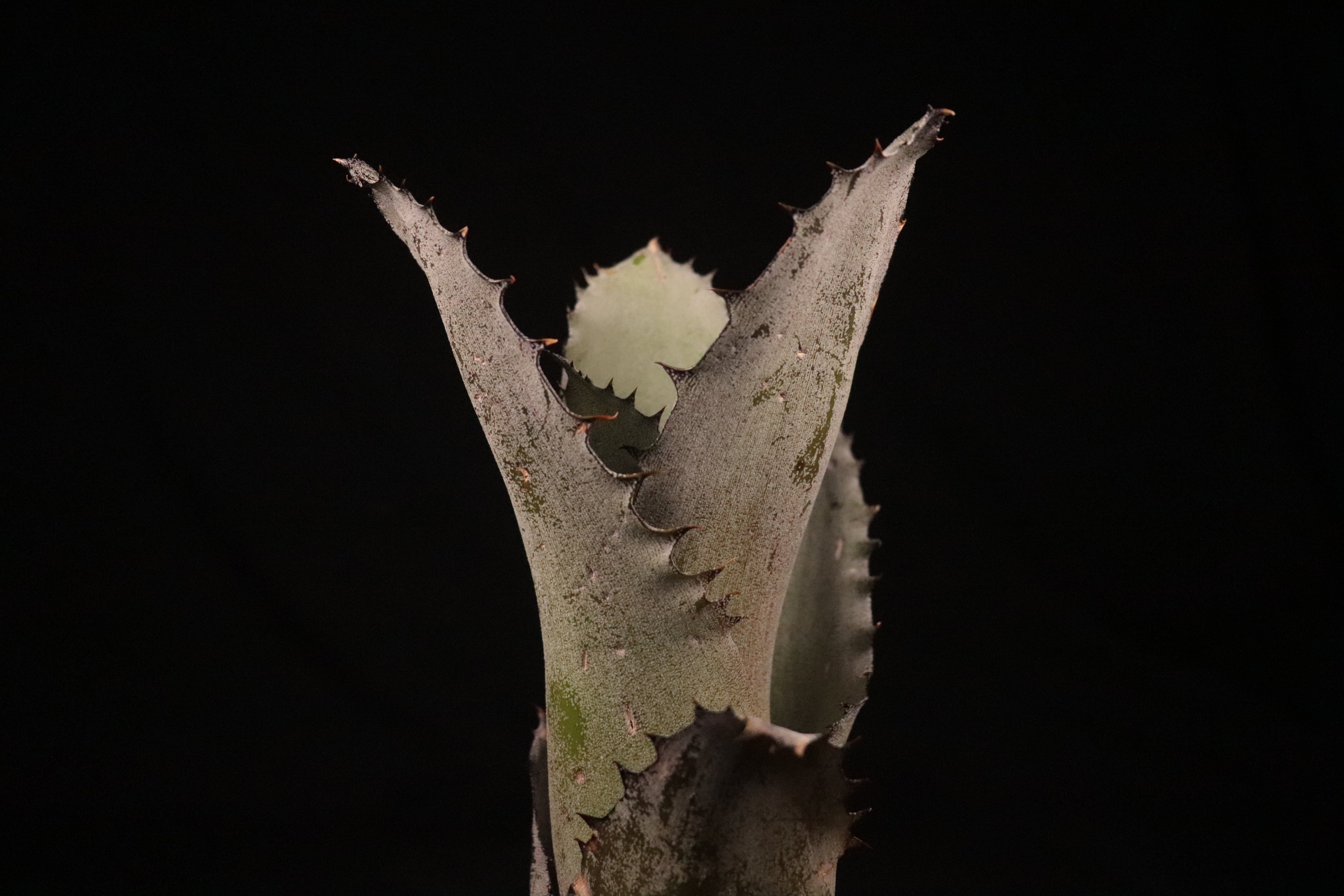 送料無料】 x Hohenmea Psycho〔ホヘンメア〕現品発送H0074 | plane plants