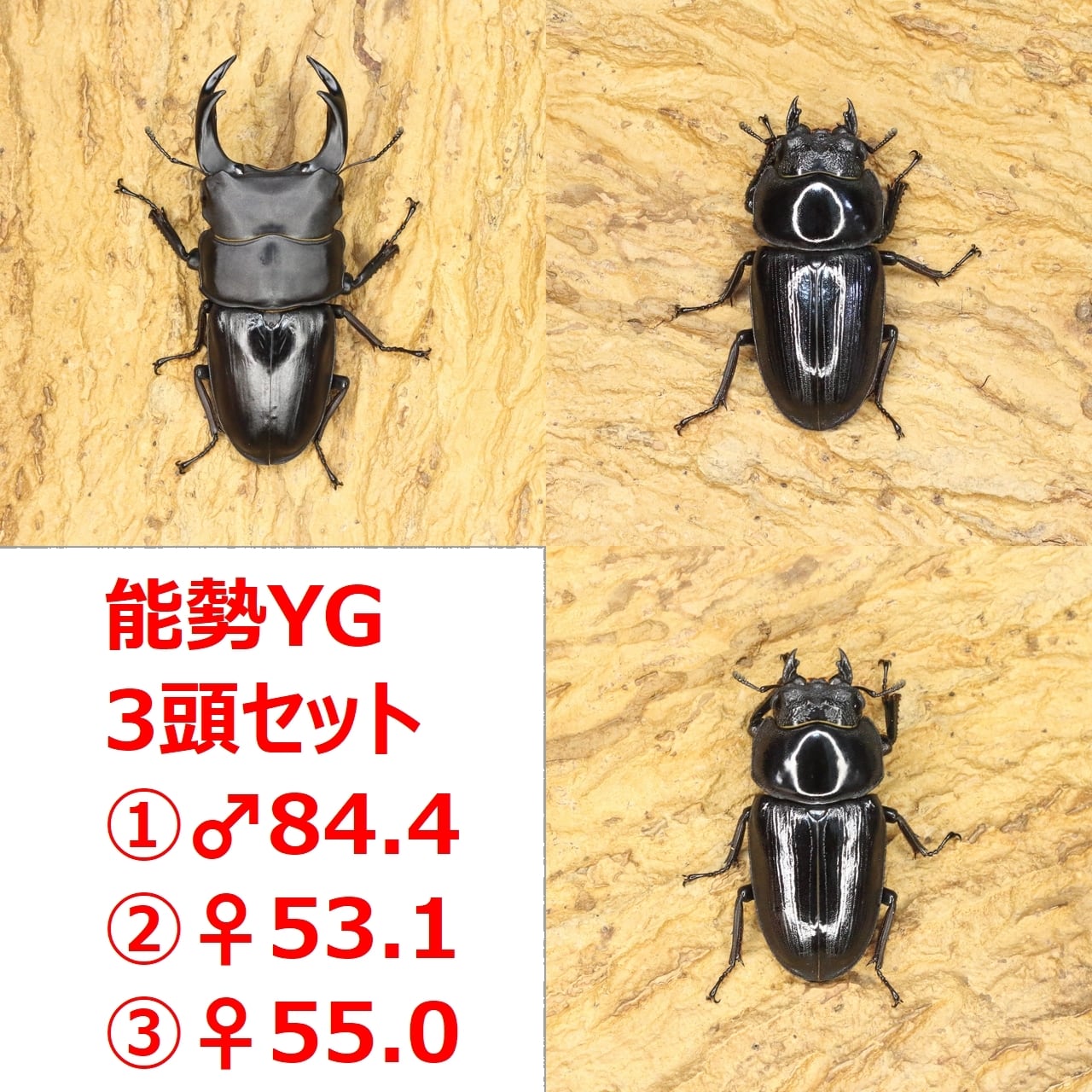 ROCKET SHOP【オオクワガタ販売】