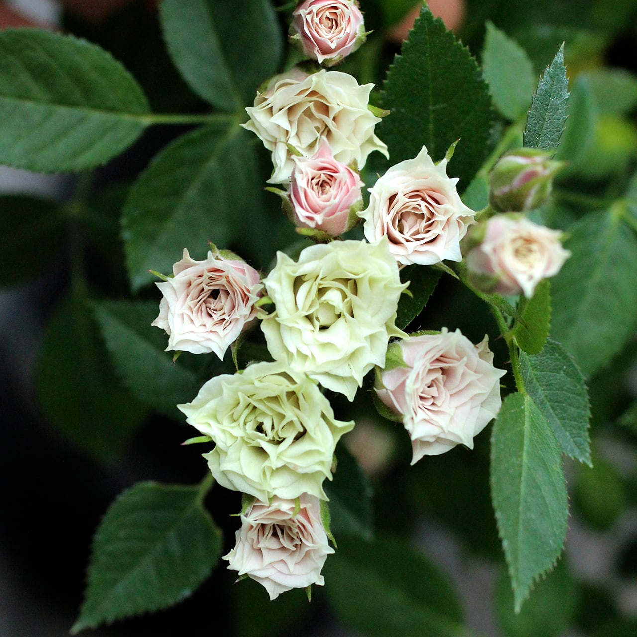 バラ大苗 グリーンダイヤモンド【オリエンタル・エピソード