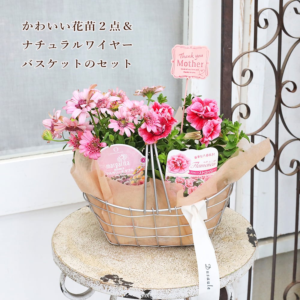 かわいい花苗2点＆ナチュラルワイヤーバスケットのセット おしゃれ
