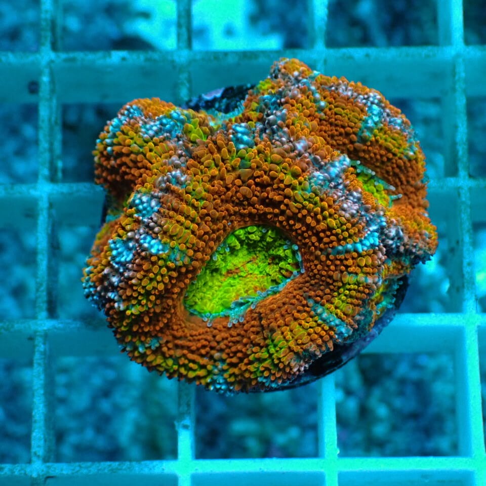 枝状】天然ライブロック Sグレード 1kg | HOUSE REEF(ハウスリーフ