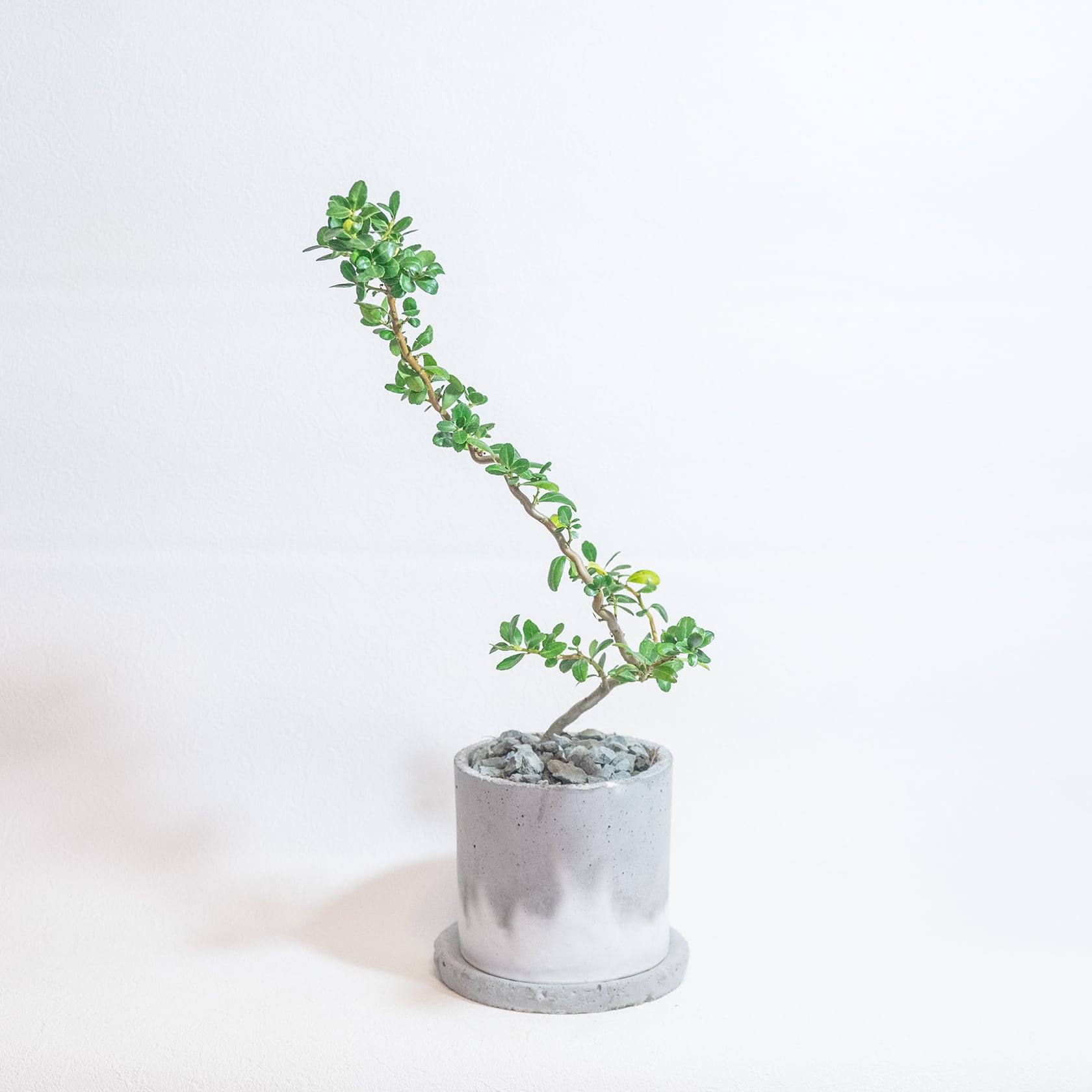送料無料／≪ 観葉植物 ≫室内でも育てられるスパイラルドラゴンの
