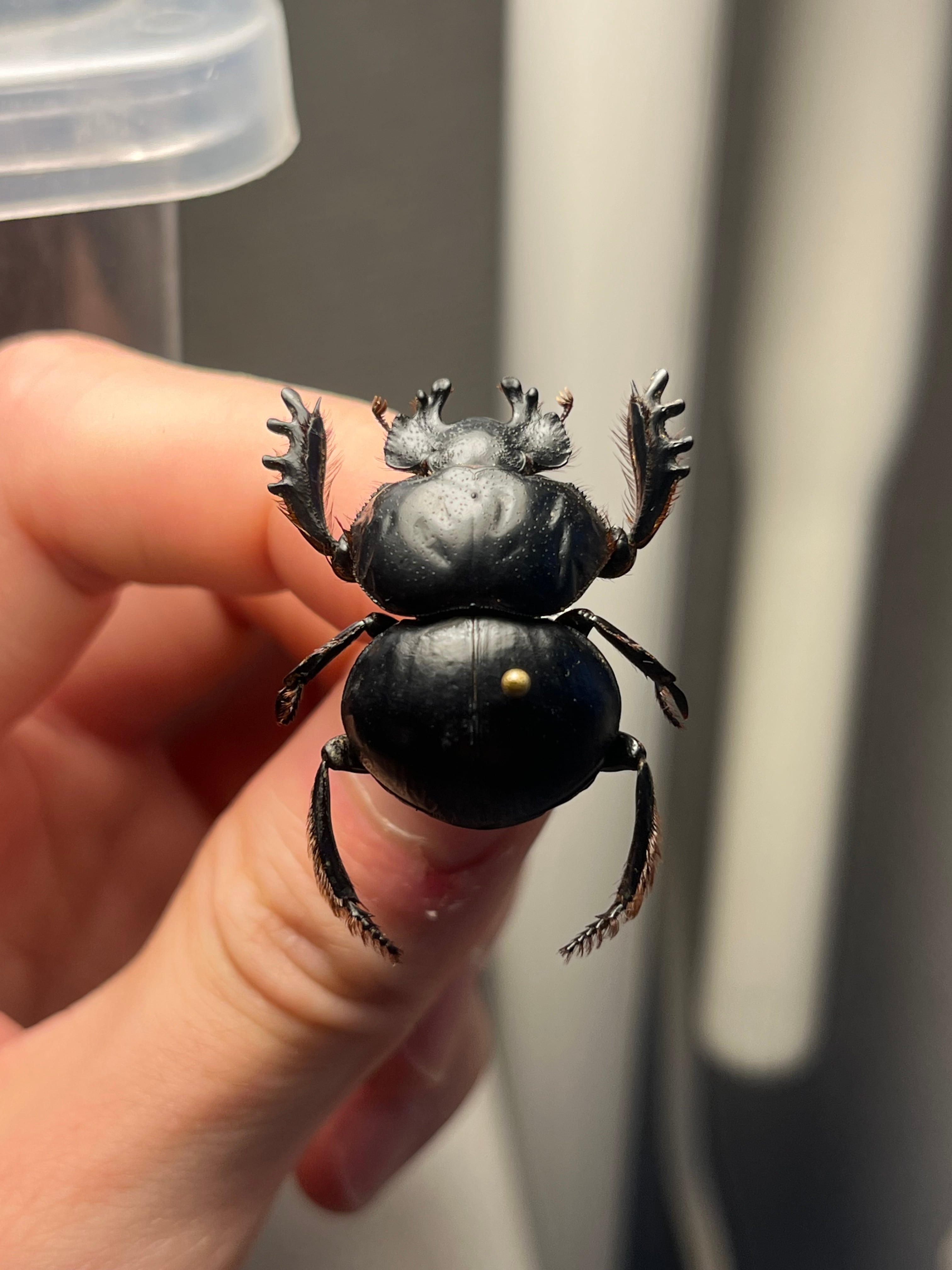 オモニキチュウ