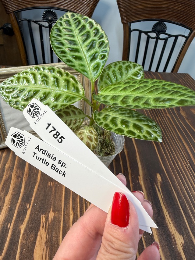 ★1785【腹筋葉】アルディシアsp　タートルバック（口径8cmポット）