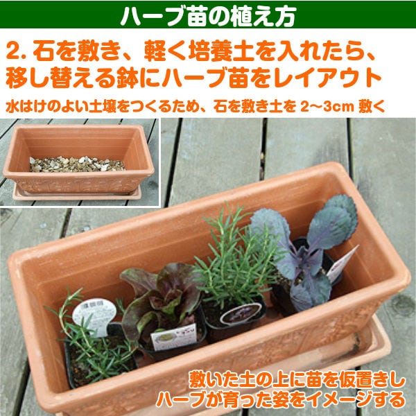 ハーブ 苗 セット レモンタイム 15個 | ハーブ苗のポタジェガーデン 本店