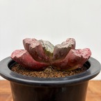 Haworthia 玉扇　【塚原写楽】