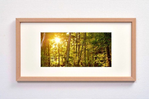 夕映えの雑木林