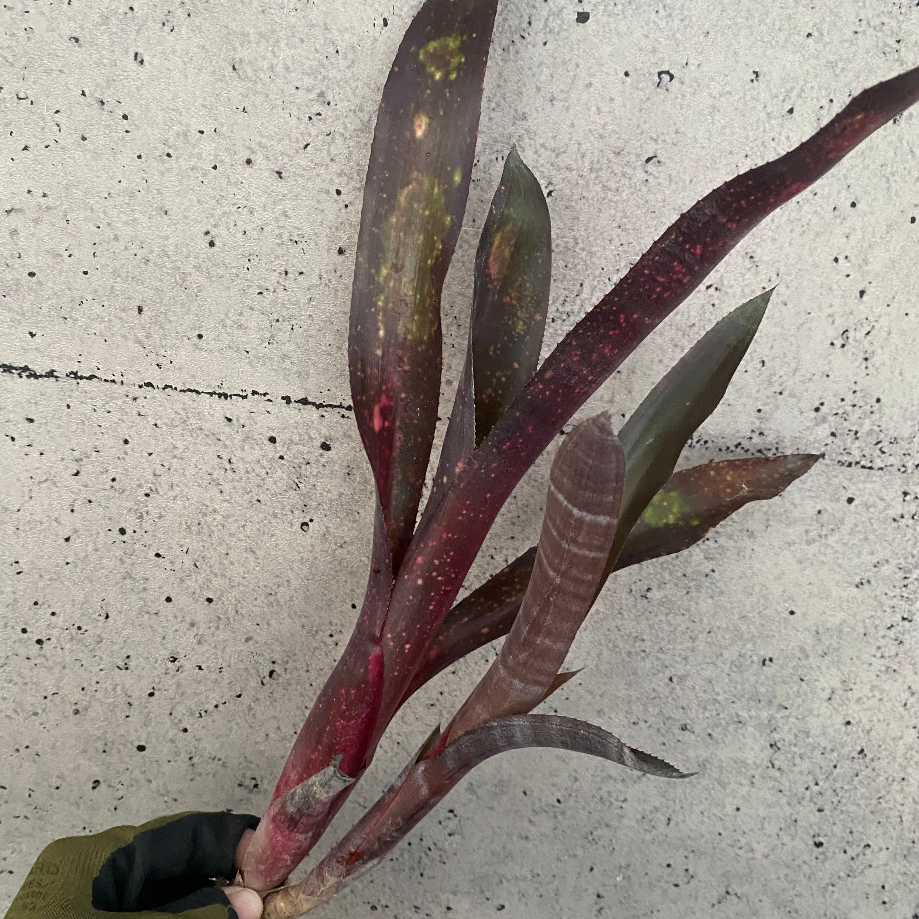 Planet Plants プラネットプランツ