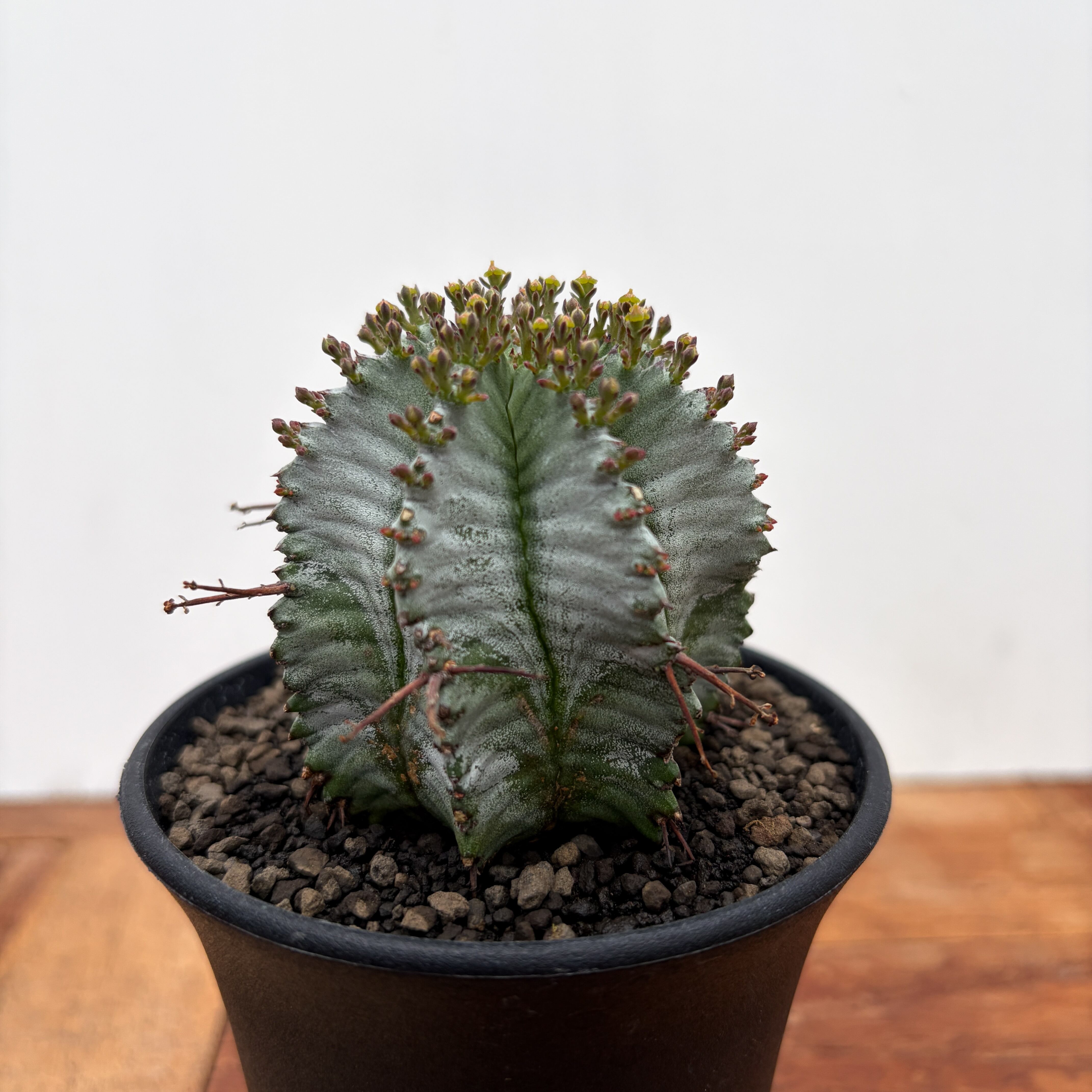Euphorbia atroviridis【ユーフォルビア・アトロビリディス】 | RIMO'S
