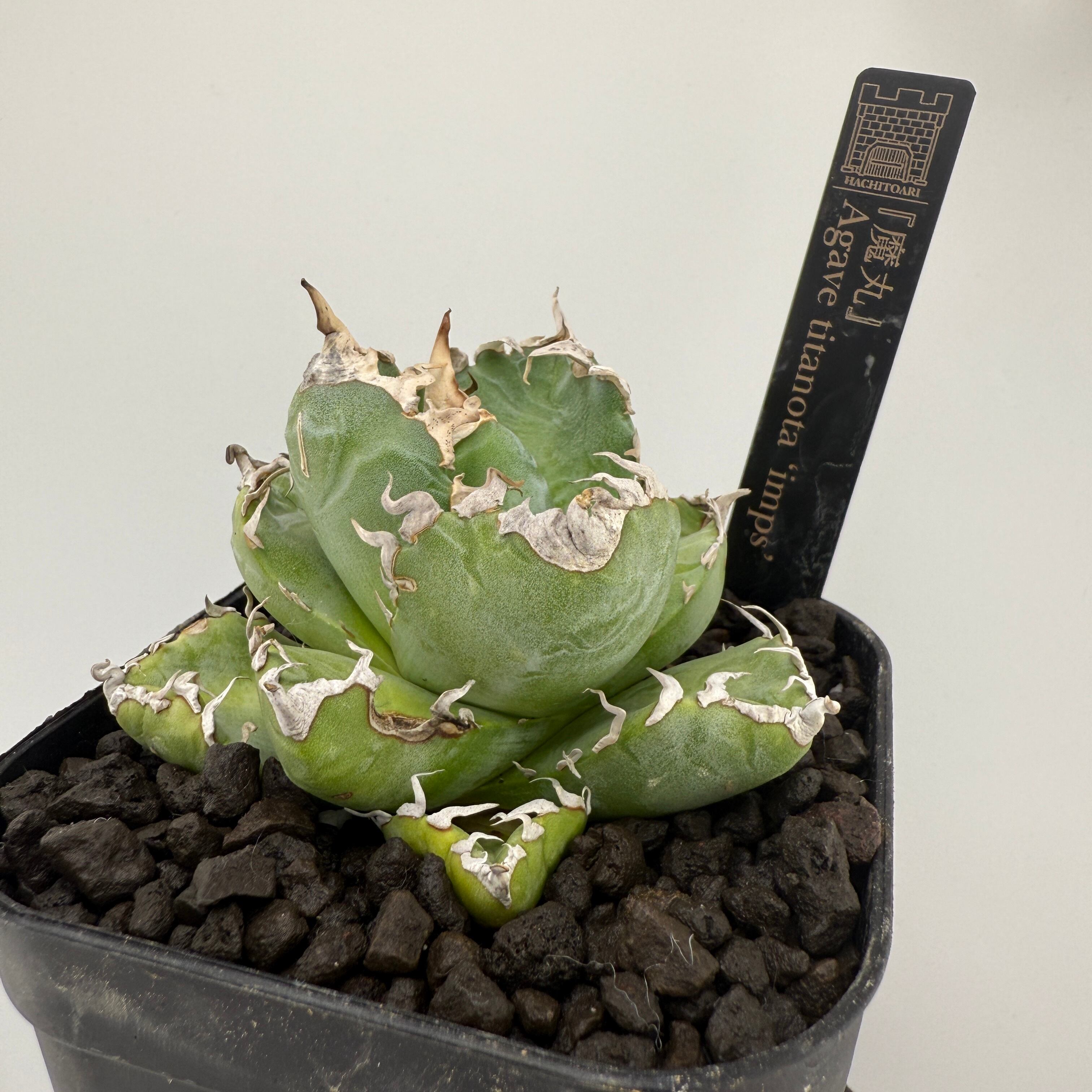 No.4 魔丸 Agave titanota | はちとあり No.4 魔丸 Agave titanota | はちとあり