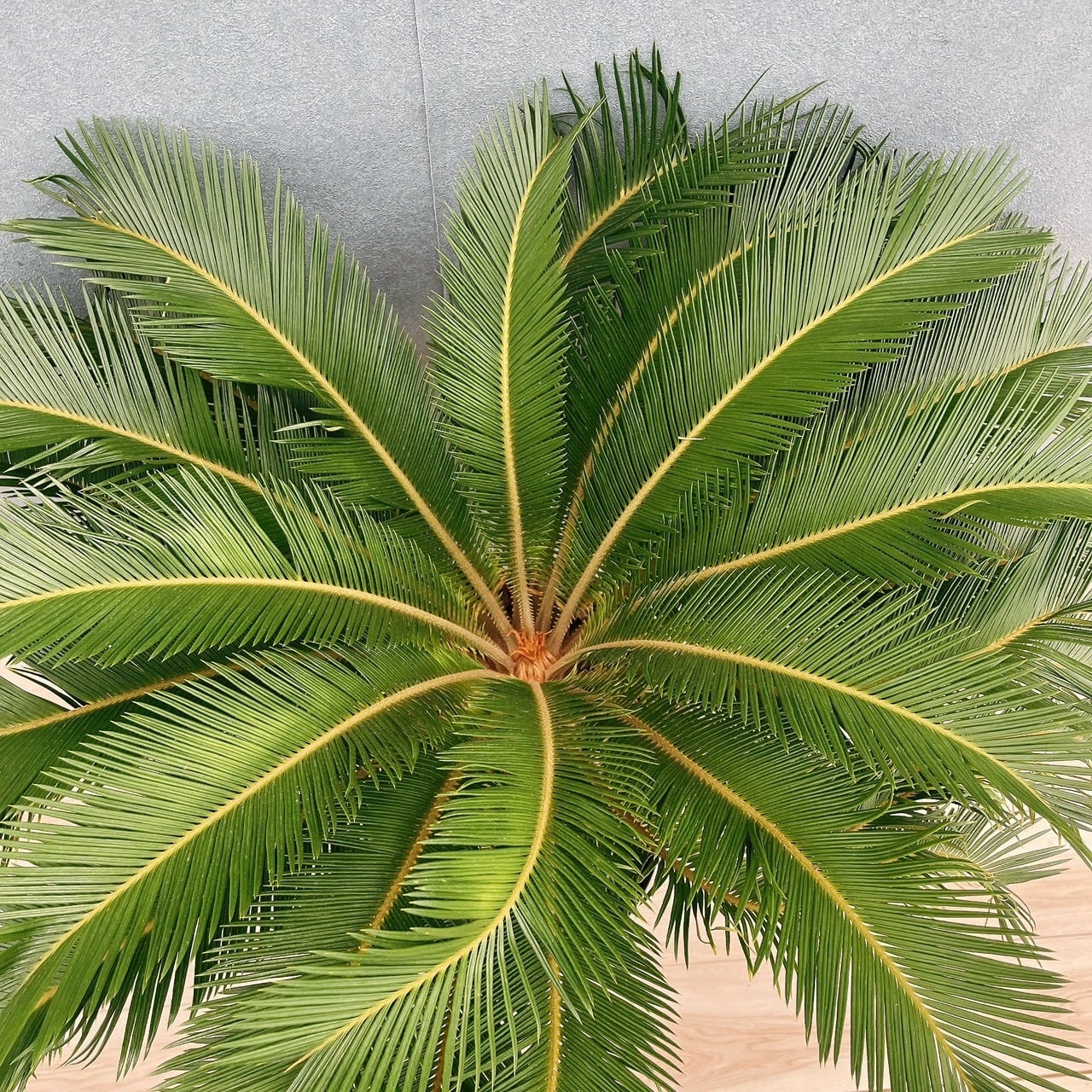 現品］存在感抜群！ 63番 ソテツ 10号 観葉植物 大型 屋外 綺麗 幹太