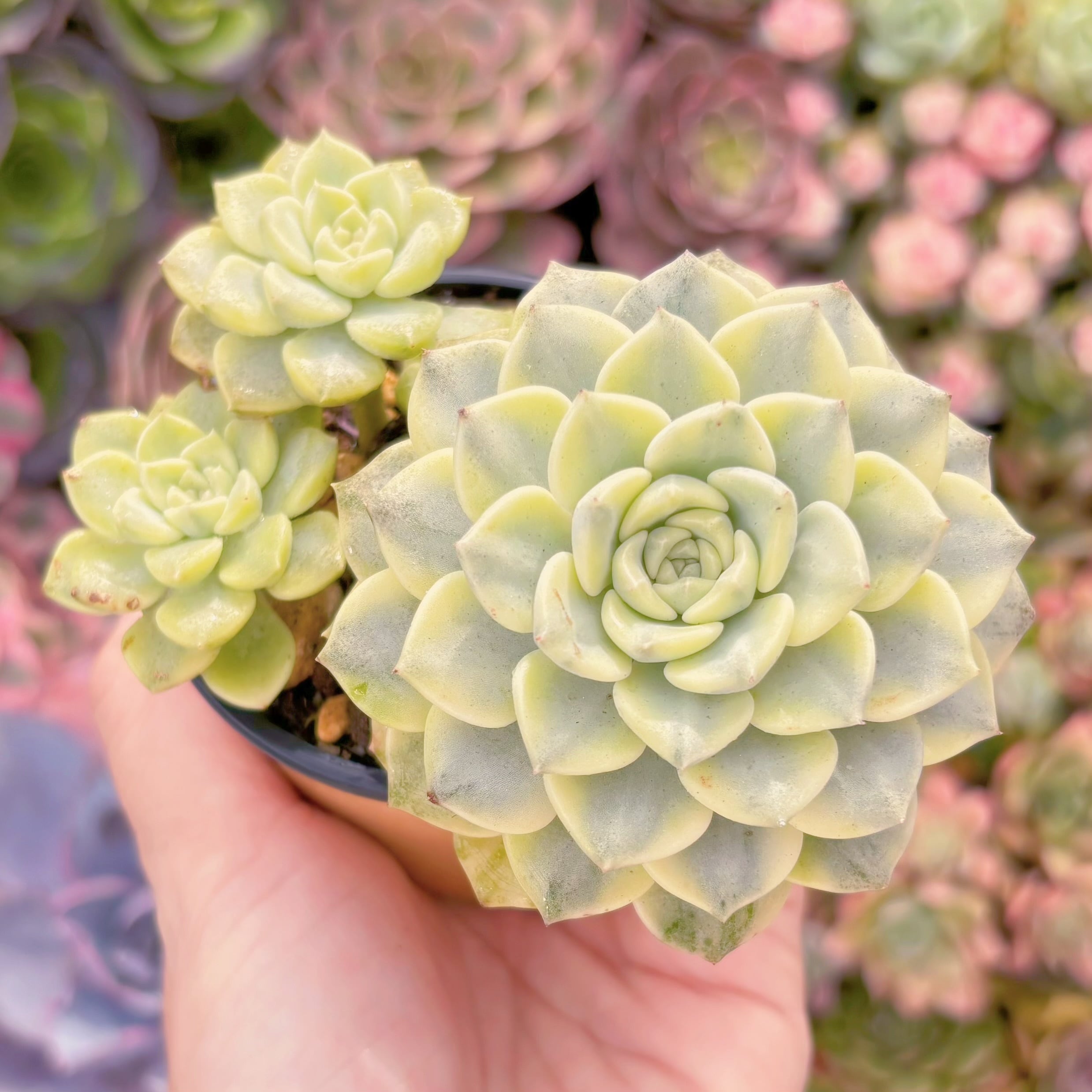 現品　ティンカーベル錦#A073　群生　るる農園