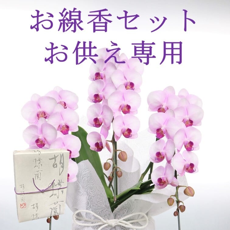 お線香セット お供え 専用 胡蝶蘭 ミディ 「アマビリス」 3本立
