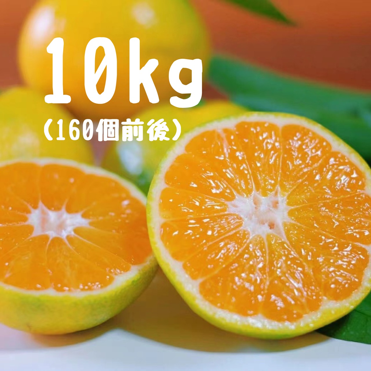 極早生みかん　10キロ