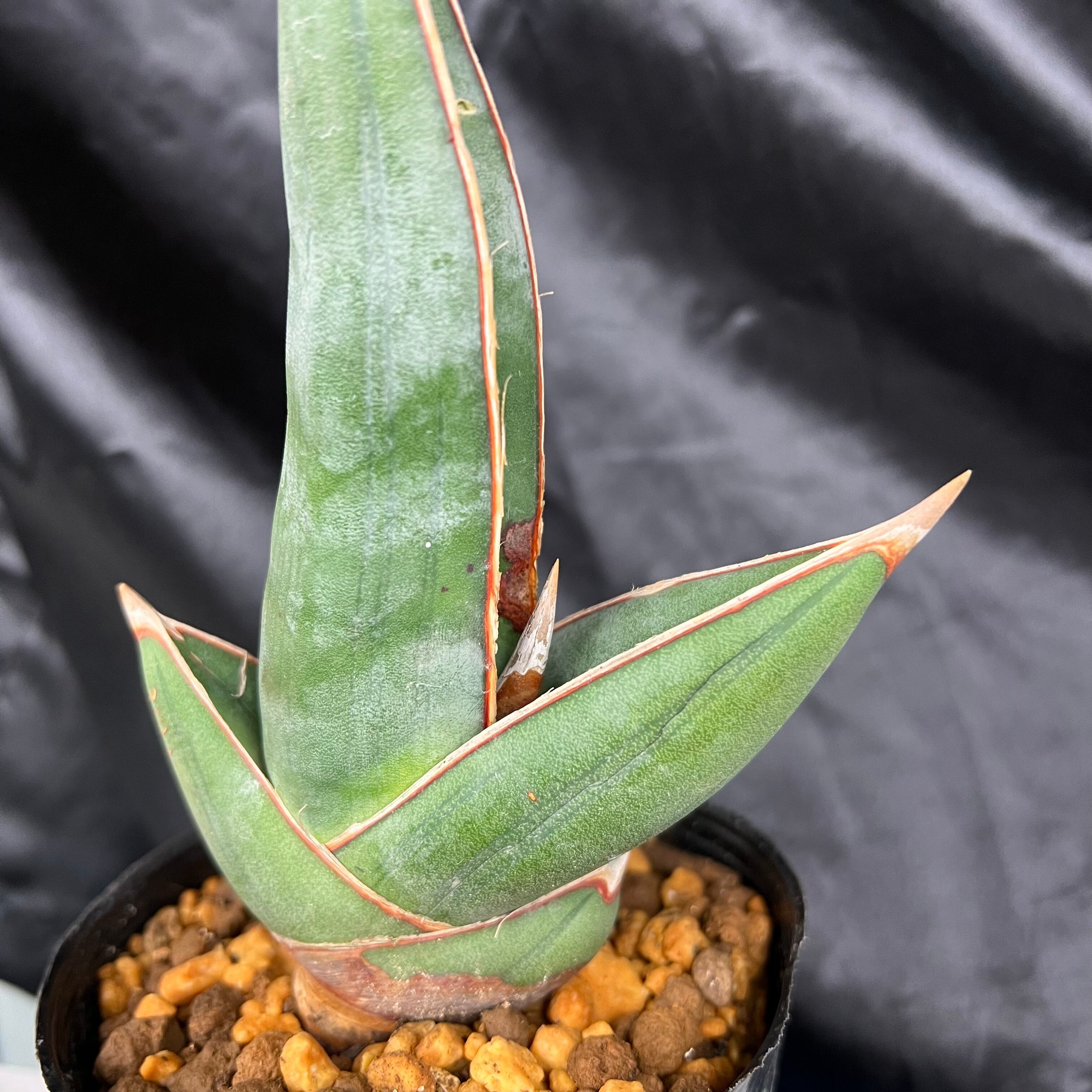 Sansevieria＊サンスベリア エーレンベルギー バナナ＊斑入
