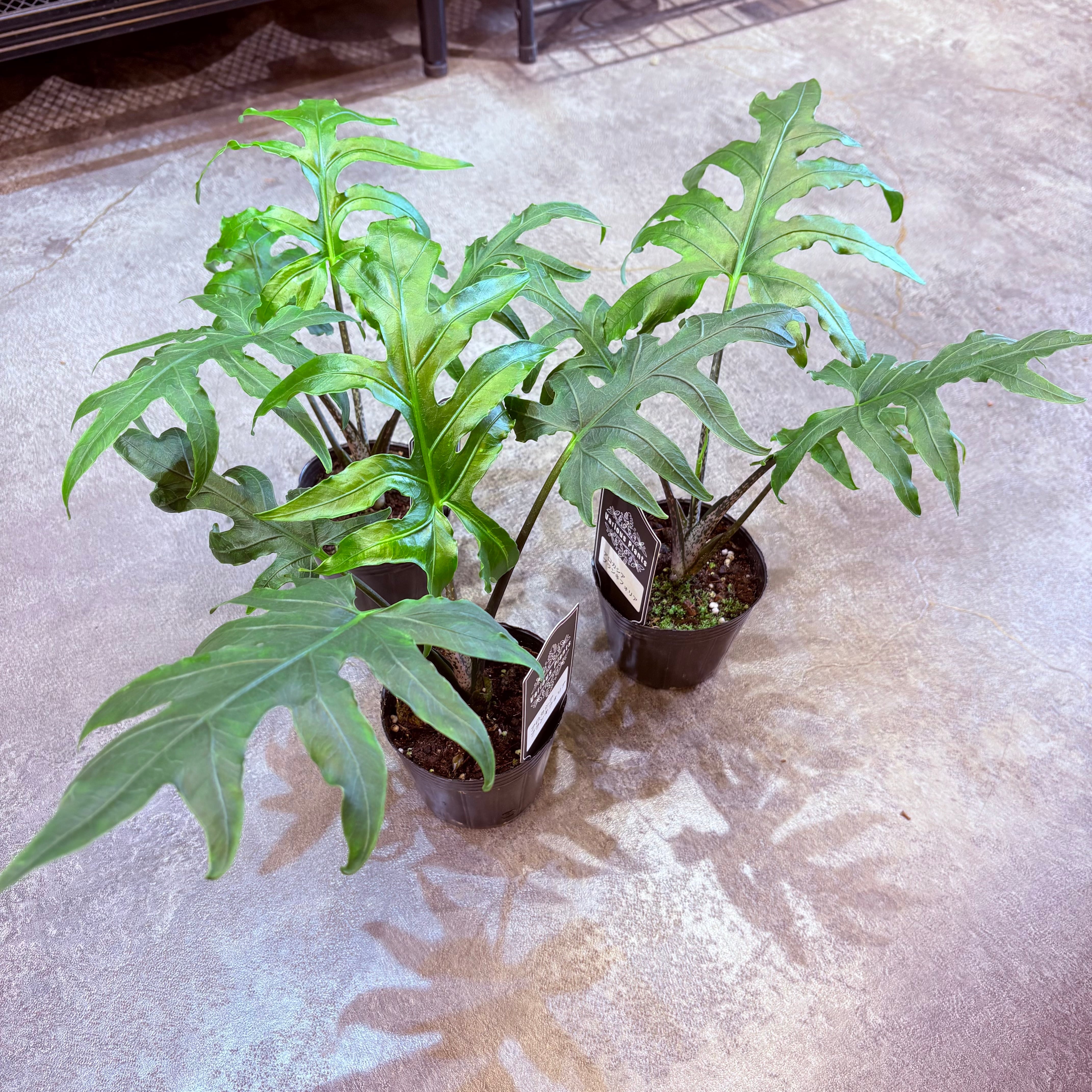 アロカシア ブランキフォリア 3号 | Green Vibes 宇都宮市の観葉植物専門店