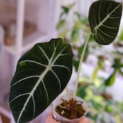 【斑入り】アロカシア ブラックベルベット⑦ / Alocasia reginula 'Variegated'│観葉植物
