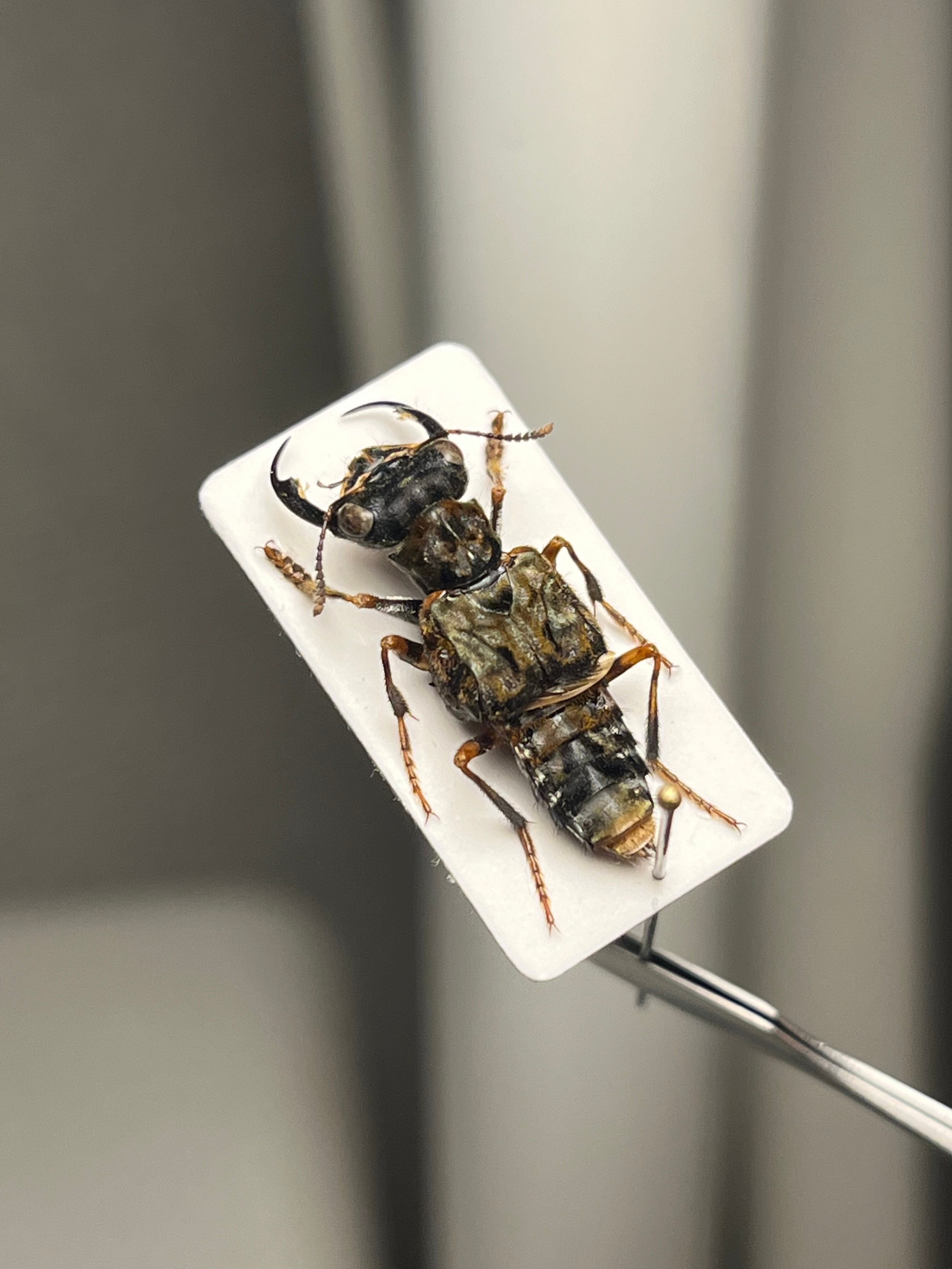【22mm】クワガタのような大顎を有したキバサビハネカクシ 標本 22mm】クワガタのような大顎を有したキバサビハネカクシ 標本