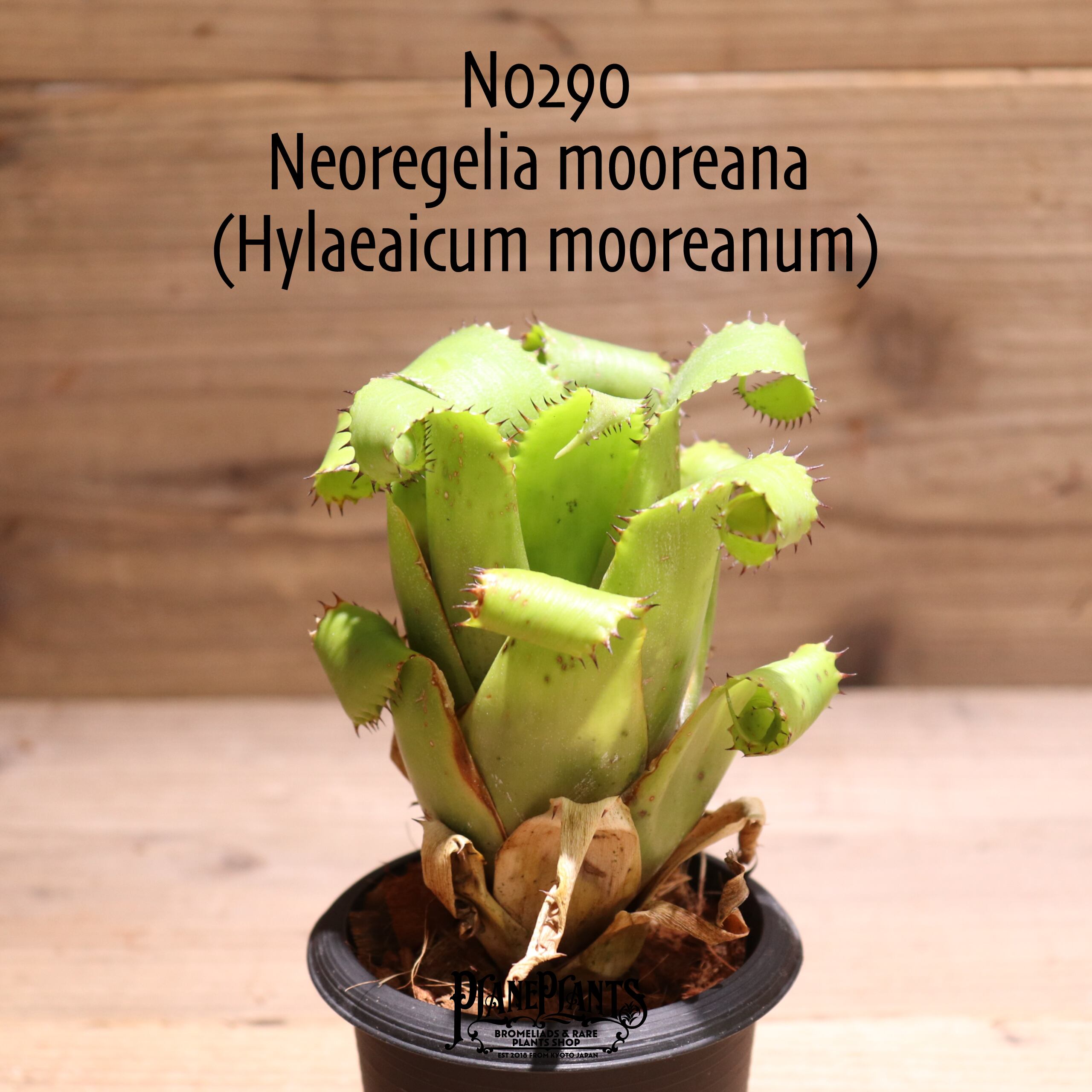 送料無料】Neoregelia mooreana (Hylaeaicum mooreanum)〔ネオレゲリア