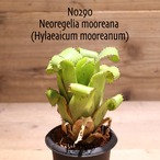 【送料無料】Neoregelia mooreana  (Hylaeaicum mooreanum)〔ネオレゲリア〕現品発送N0290