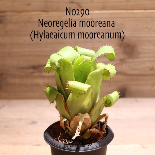 【送料無料】Neoregelia mooreana  (Hylaeaicum mooreanum)〔ネオレゲリア〕現品発送N0290