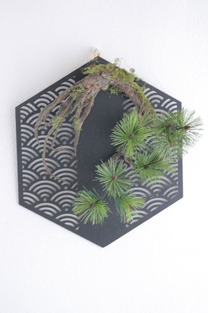 壁掛け松 Pinetree Bonsai #125
