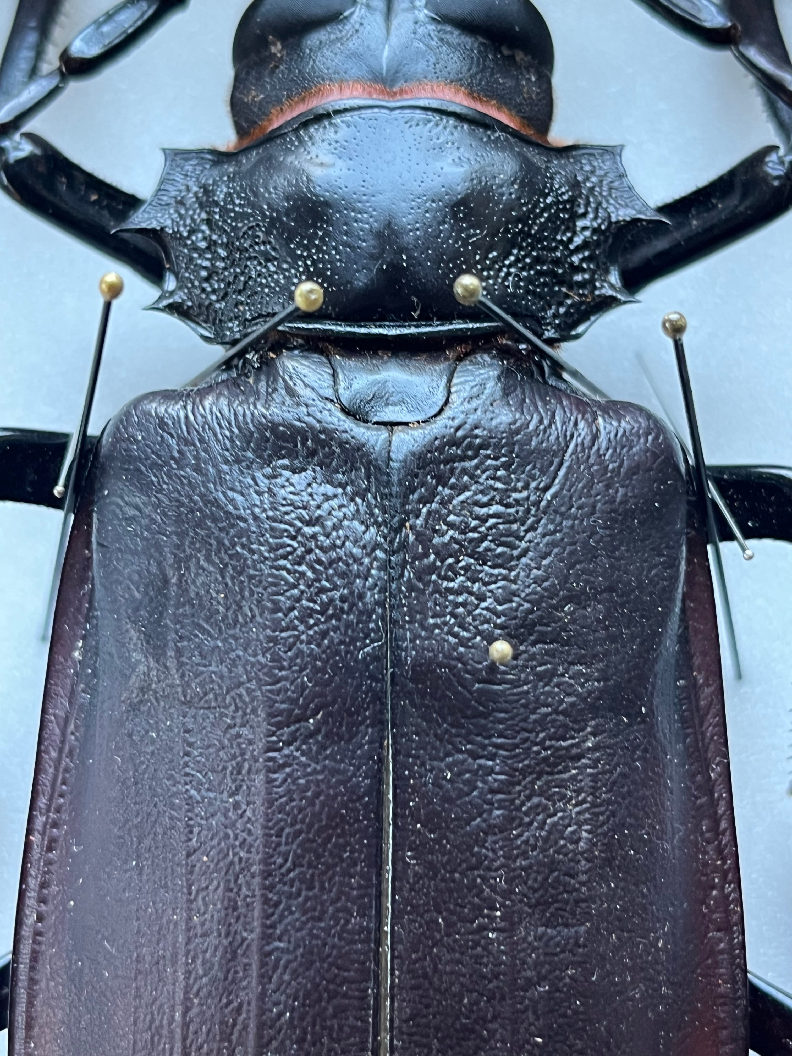 158mm】タイタンオオウスバカミキリ カブトムシクワガタハナムグリ