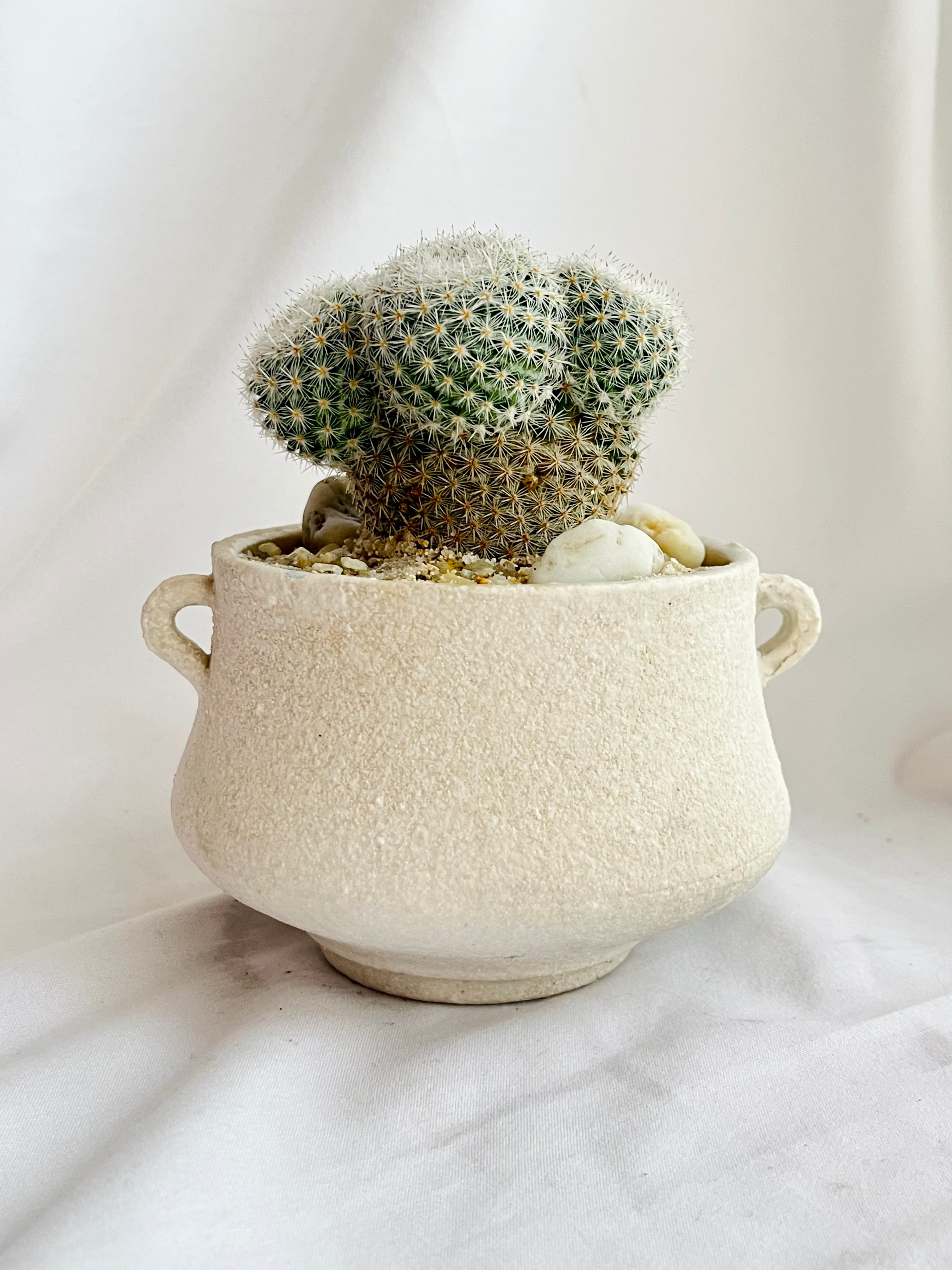 Mammillaria albilanata マミラリア 希望丸 サボテン | PAY ID