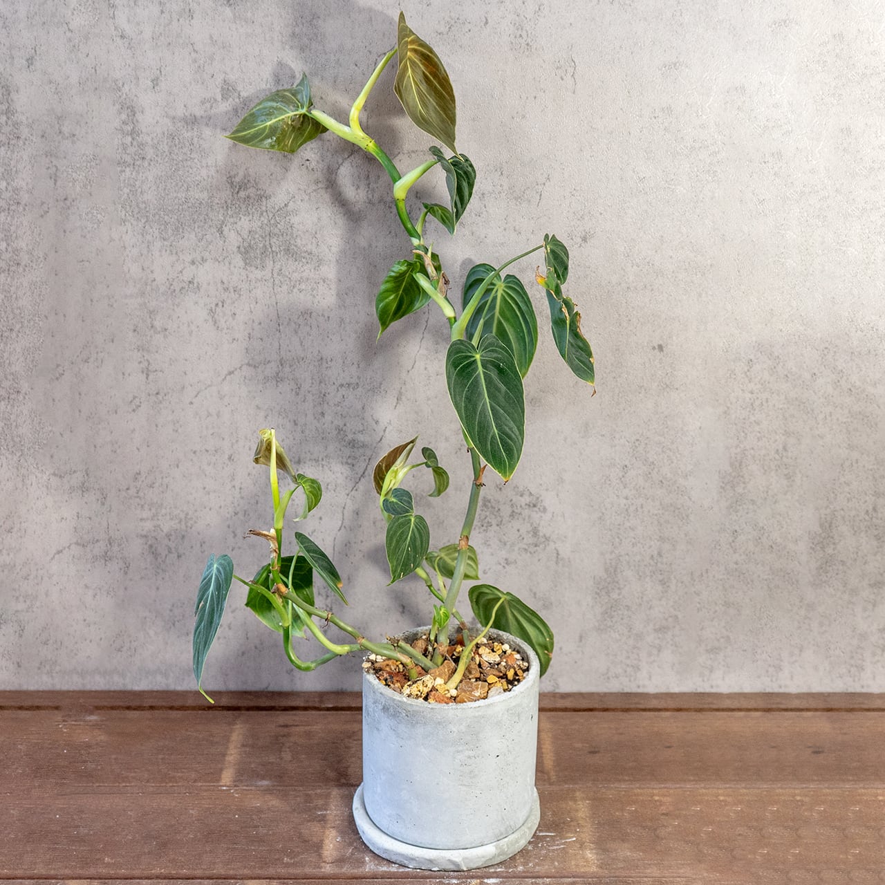 フィロデンドロン・ミカンス|光で変わるビロードの葉が美しいツル性観葉植物【手作りモルタル鉢/ビロードカズラ】