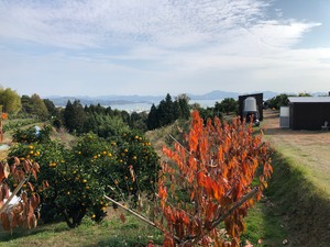 「石地」みかん　7kg 　広島生まれ　コクのある甘さ