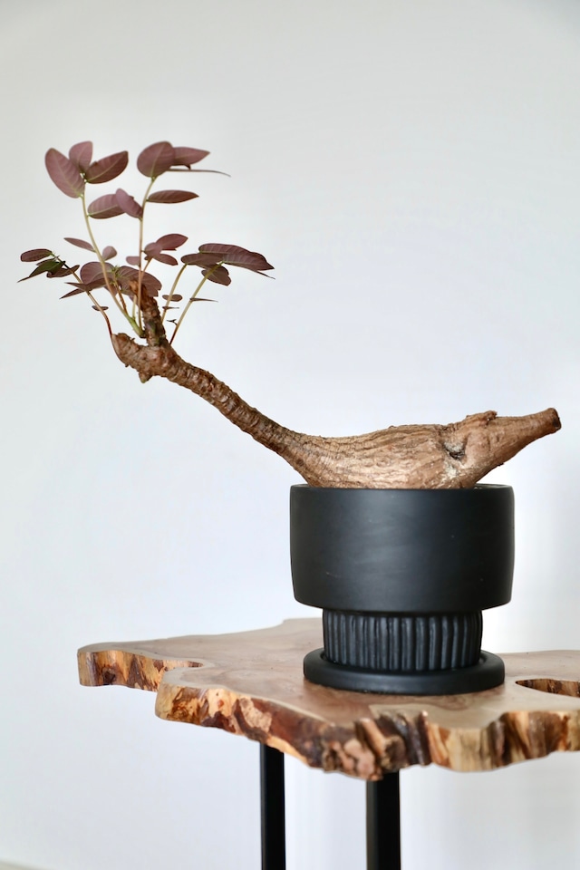 【希少】フィランサス ミラビリス/Phyllanthus mirabilis　※陶器鉢付き