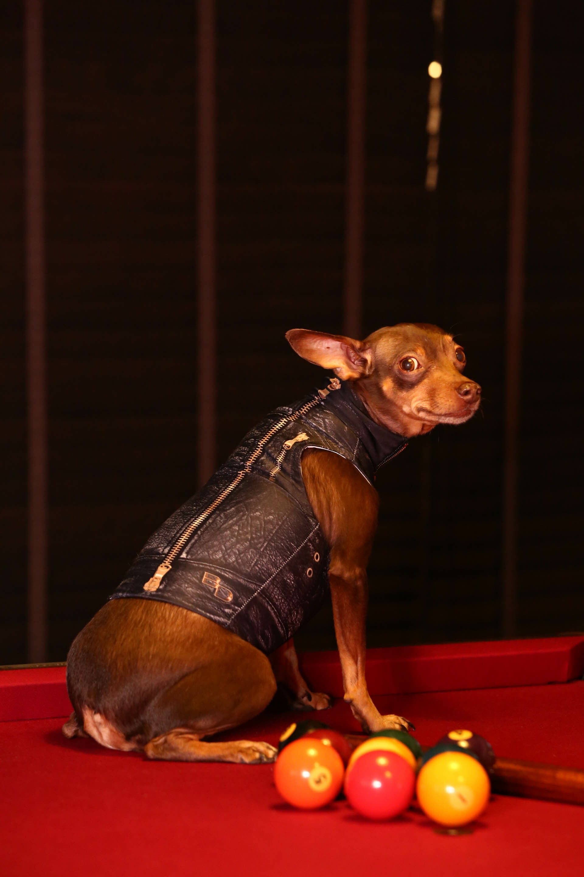 特別価格 BILLY THE DOG DOG WEAR / URBAN PRINT Riders Cut&Sewn 転写 アーバンライダース カットソー/ブラック