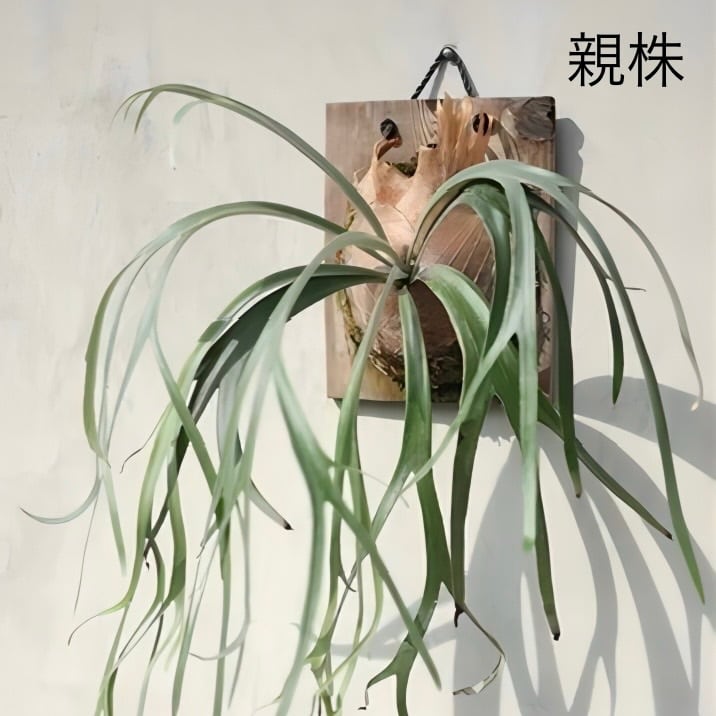 ビカクシダ

スーパードワーフ サラマンダー

(P. willinckii super dwarf"salamander")③ ビカクシダ ジェニー | GREEN LUCK