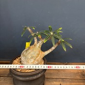 【BASE抽選販売(限定価格)】 パキポディウム　グラキリス　植込み