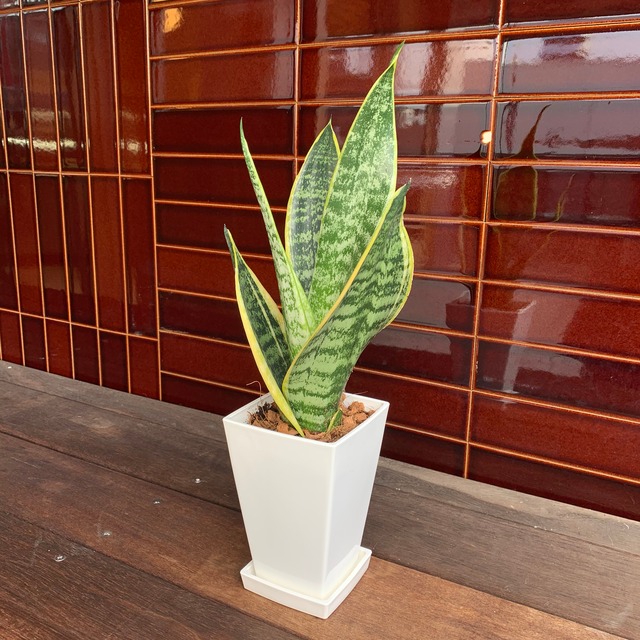 送料込 観葉植物 サンセベリア 4号 プラ鉢 インテリア 卓上 Florist Lulu Flower ルルフラワー オンラインストア 送料込 観葉植物 サンセベリア 4号 プラ鉢 インテリア 卓上 Florist Lulu Flower ルルフラワー オンラインストア