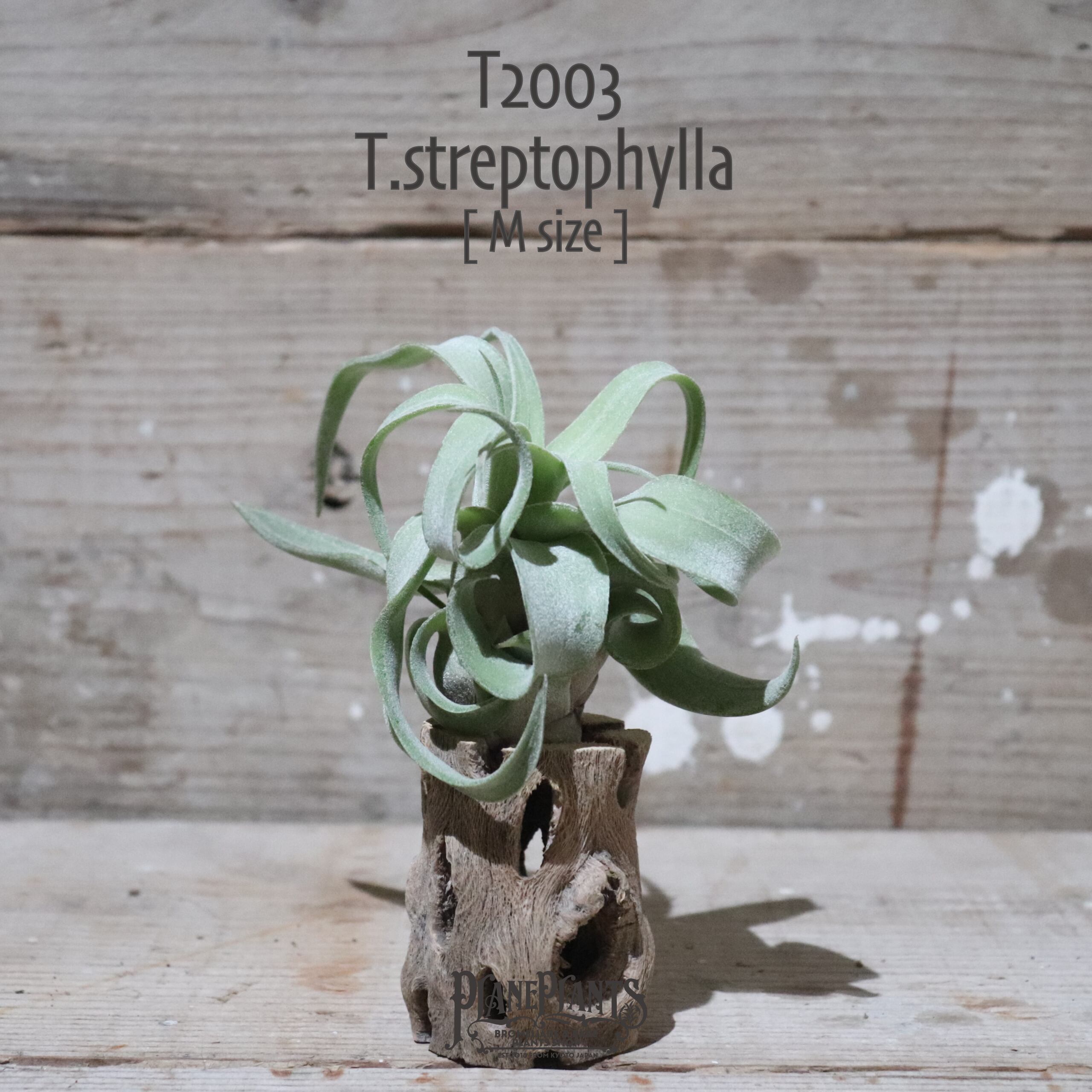 【送料無料】ストレプトフィラ M〔エアプランツ〕現品発送T2003