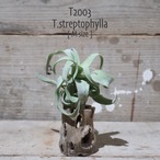 【送料無料】ストレプトフィラ M〔エアプランツ〕現品発送T2003