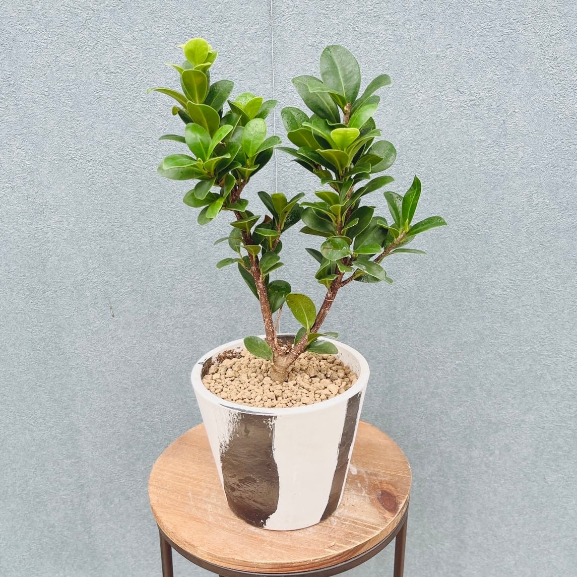 現品］【希少】30番 パキラ 斑入り 実生 5号 観葉植物 室内 レア