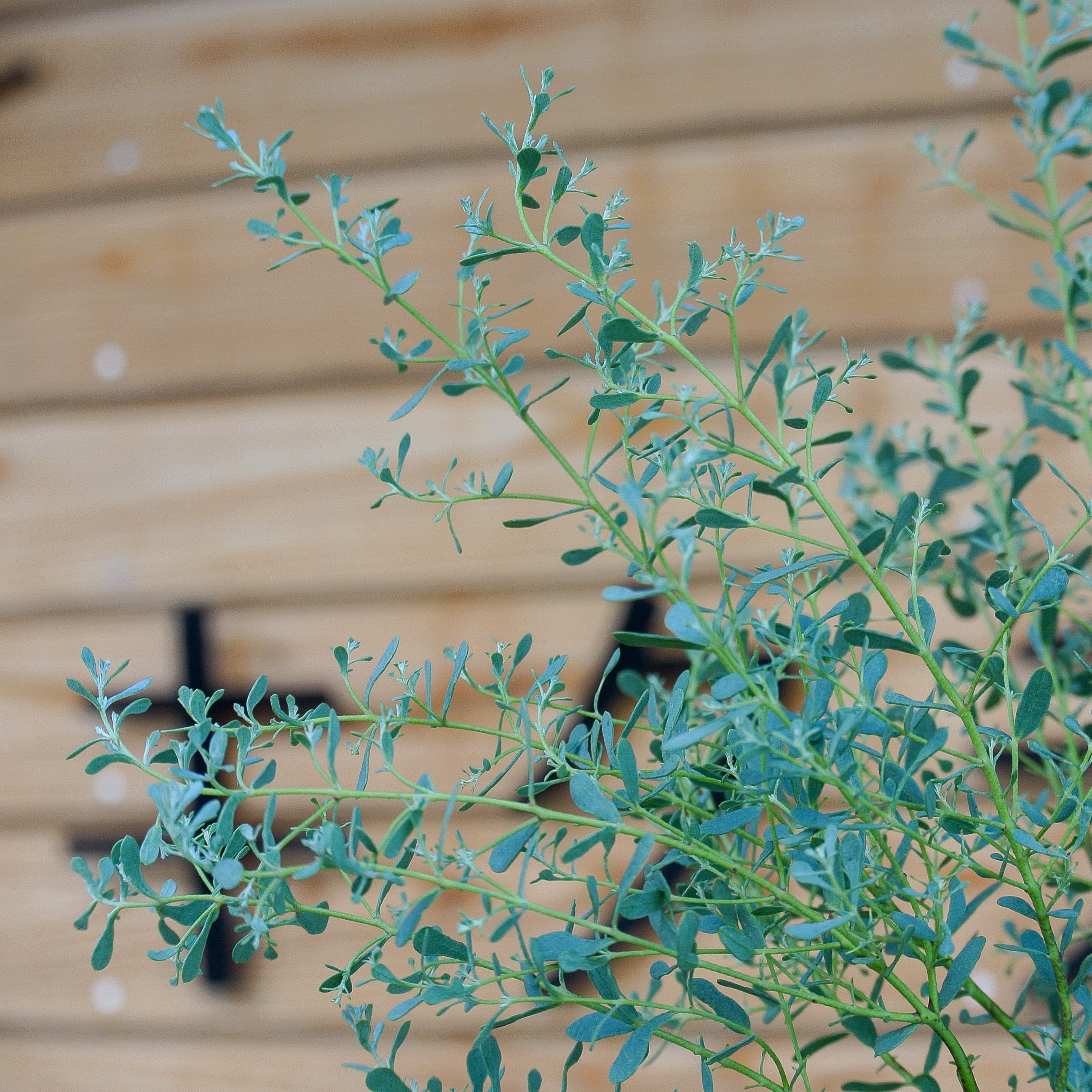 ユーカリ　フランスブルーレンガン/ 579 ユーカリ フランスブルーレンガン/ 579 - メルカリ