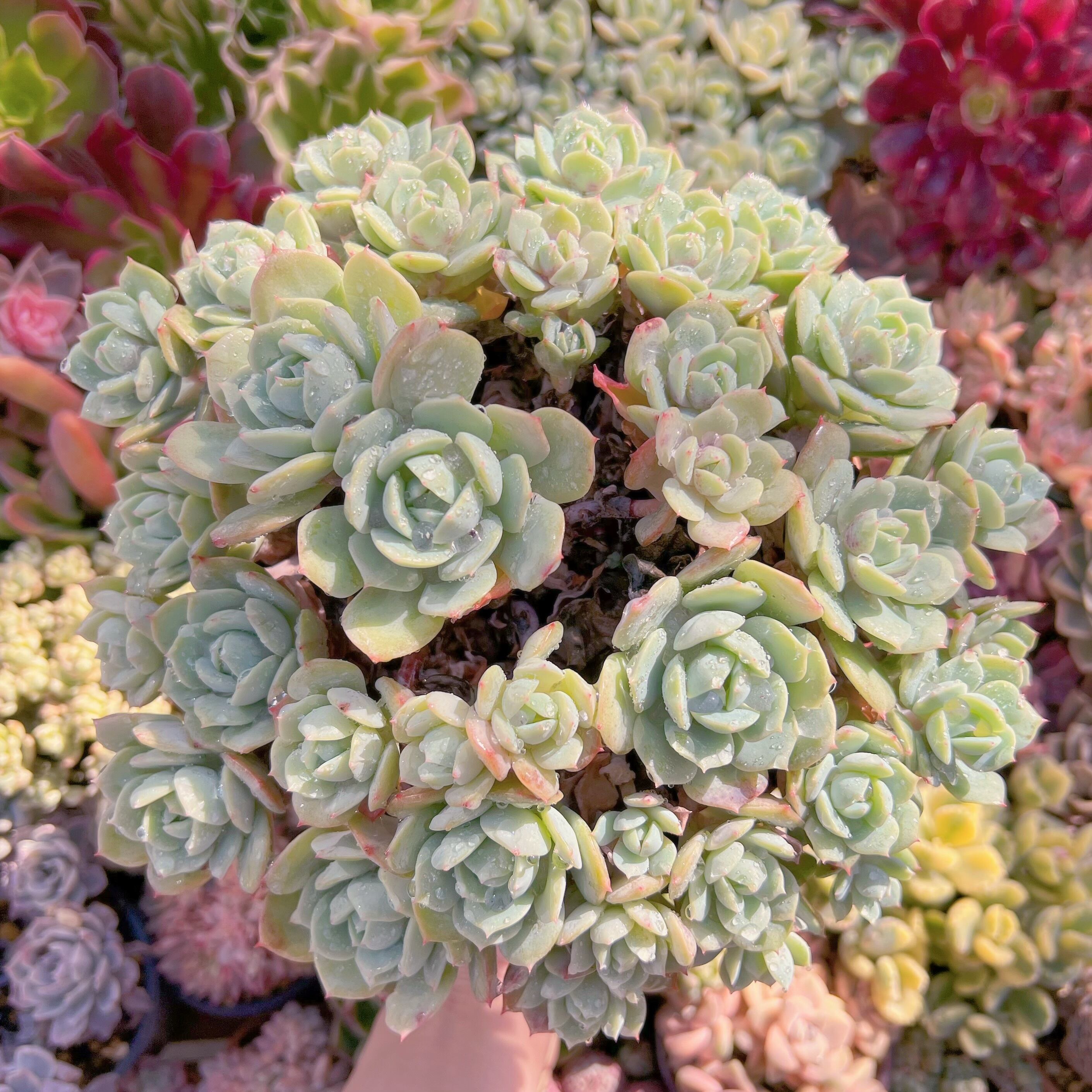 現品　冷香#548  30cm特大群生　るる農園