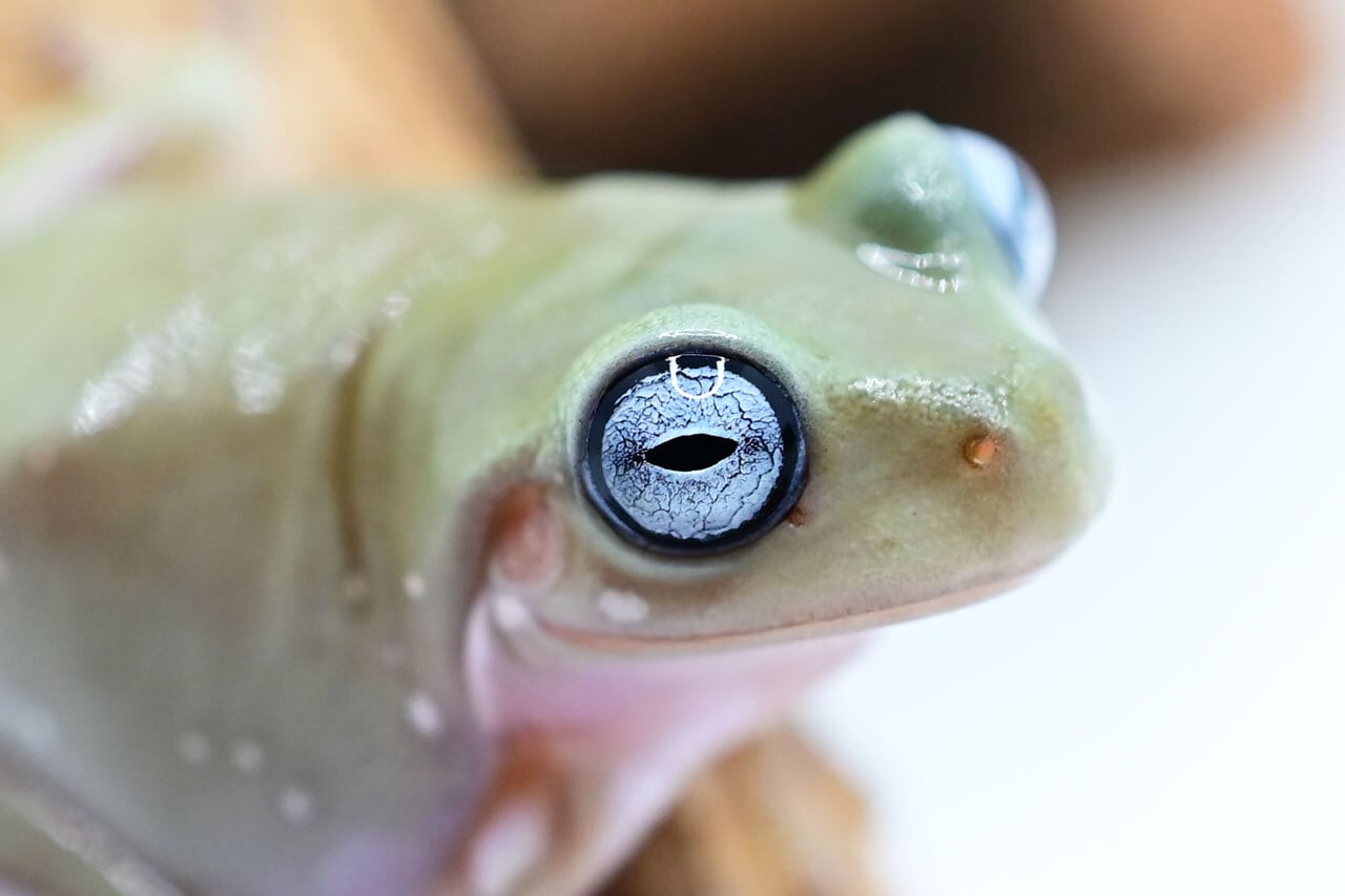 イエアメガエル ブルーアイ ヤング 1匹 | カエル通販：おたま商会
