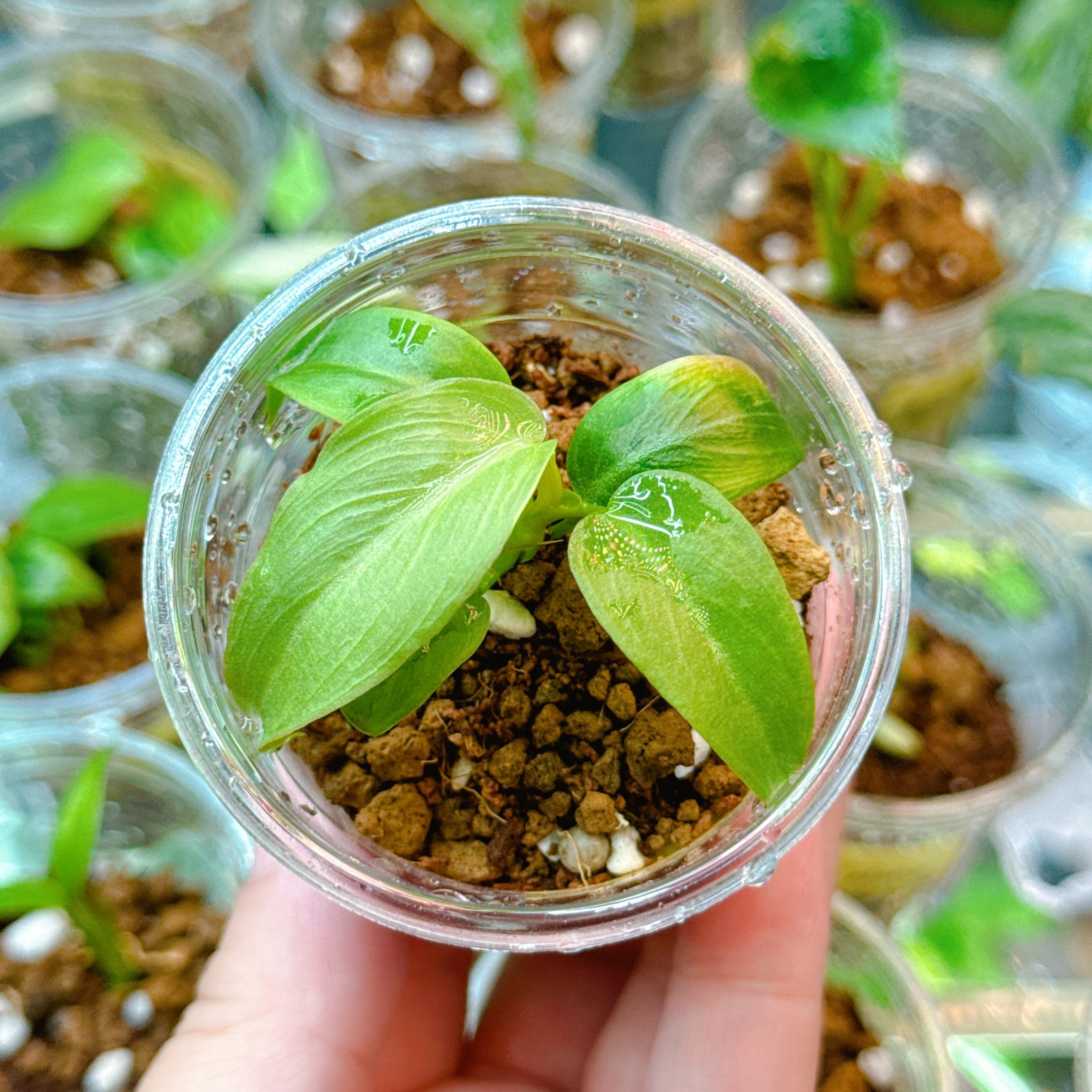 フィロデンドロン キャラメルマーブル（親斑入り）