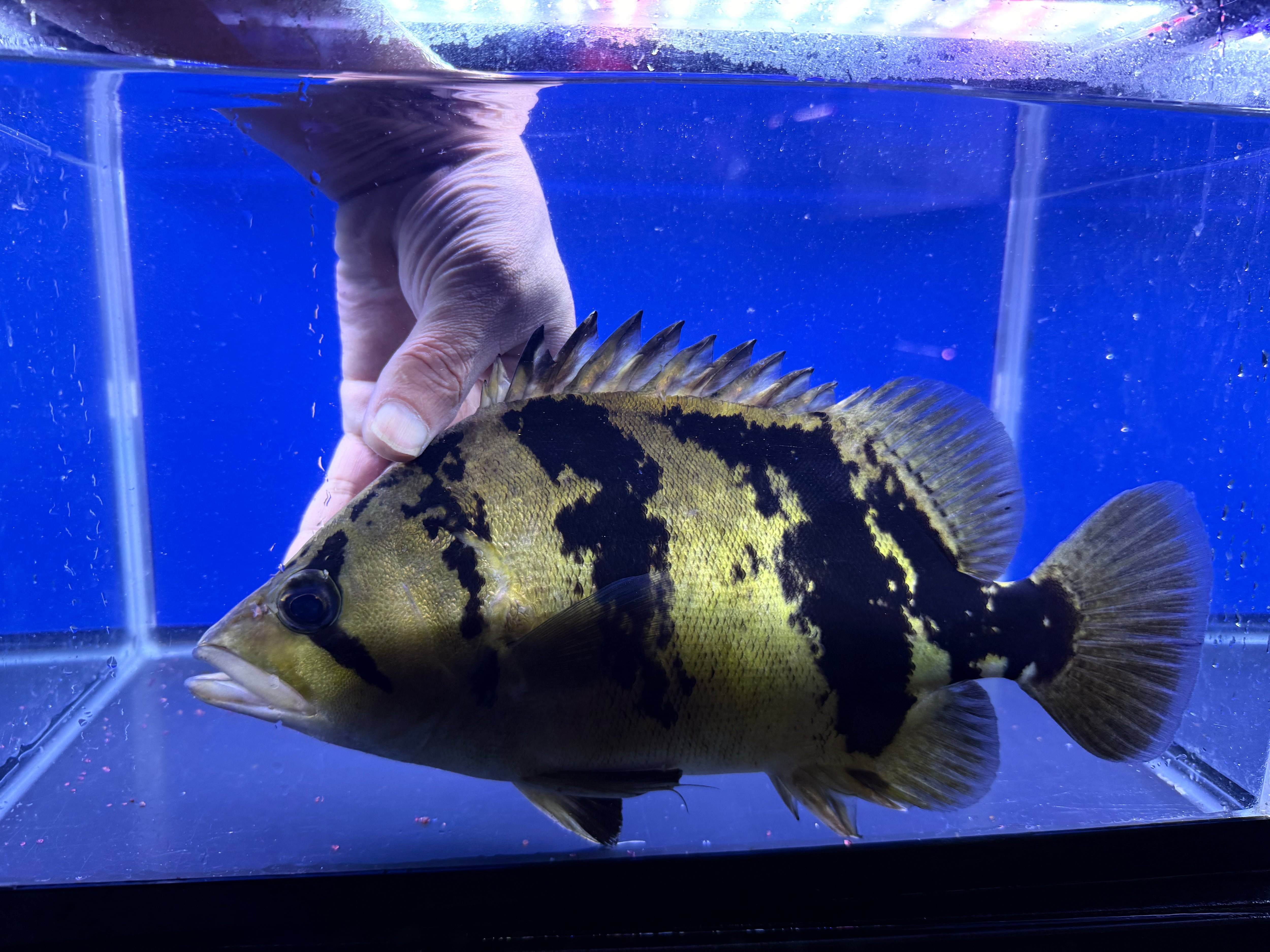 [発色良]ダトニオリアルバンド ダトニオリアルバンド イエローの体色に真っ黒バンド #アクアショップ