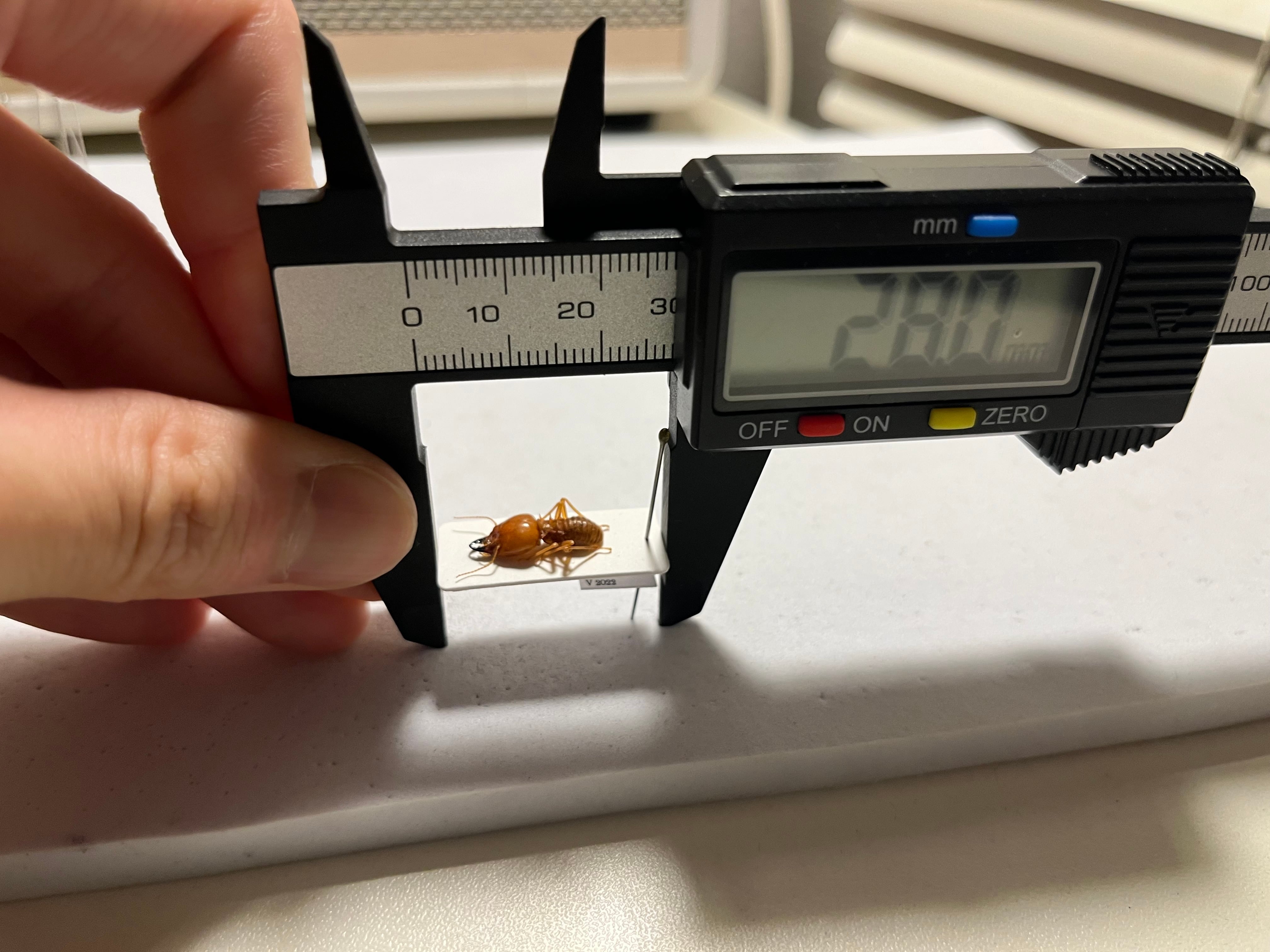 15mm】頭でっかちなエイリアンのような面持ちのシロアリ 標本 ゴキブリ
