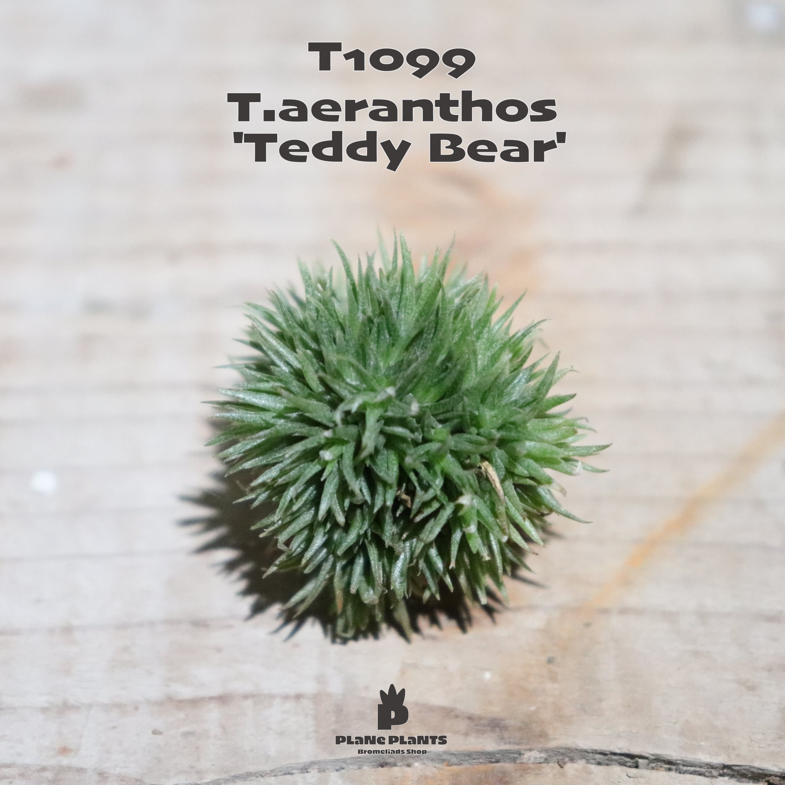 【送料無料】aeranthos 'Teddy Bear'〔エアプランツ〕現品発送T1099