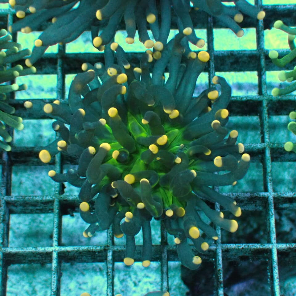 天然ライブロック Sグレード 1kg | HOUSE REEF(ハウスリーフ)サンゴ 天然ライブロック Sグレード 1kg | HOUSE REEF(ハウスリーフ)サンゴ