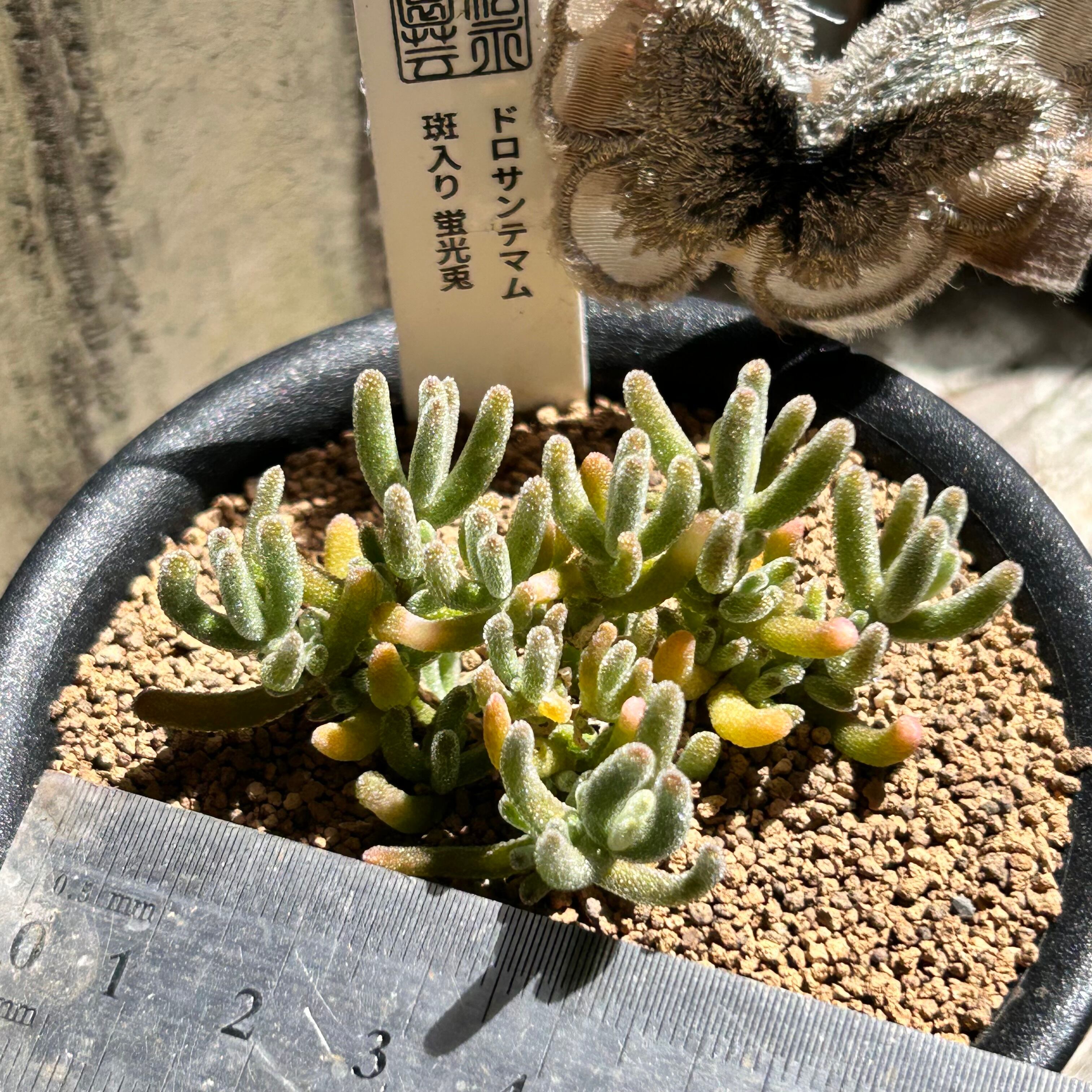 T) 斑入り蛍光兎 ドロサンテマム | RuPo 多肉植物専門店