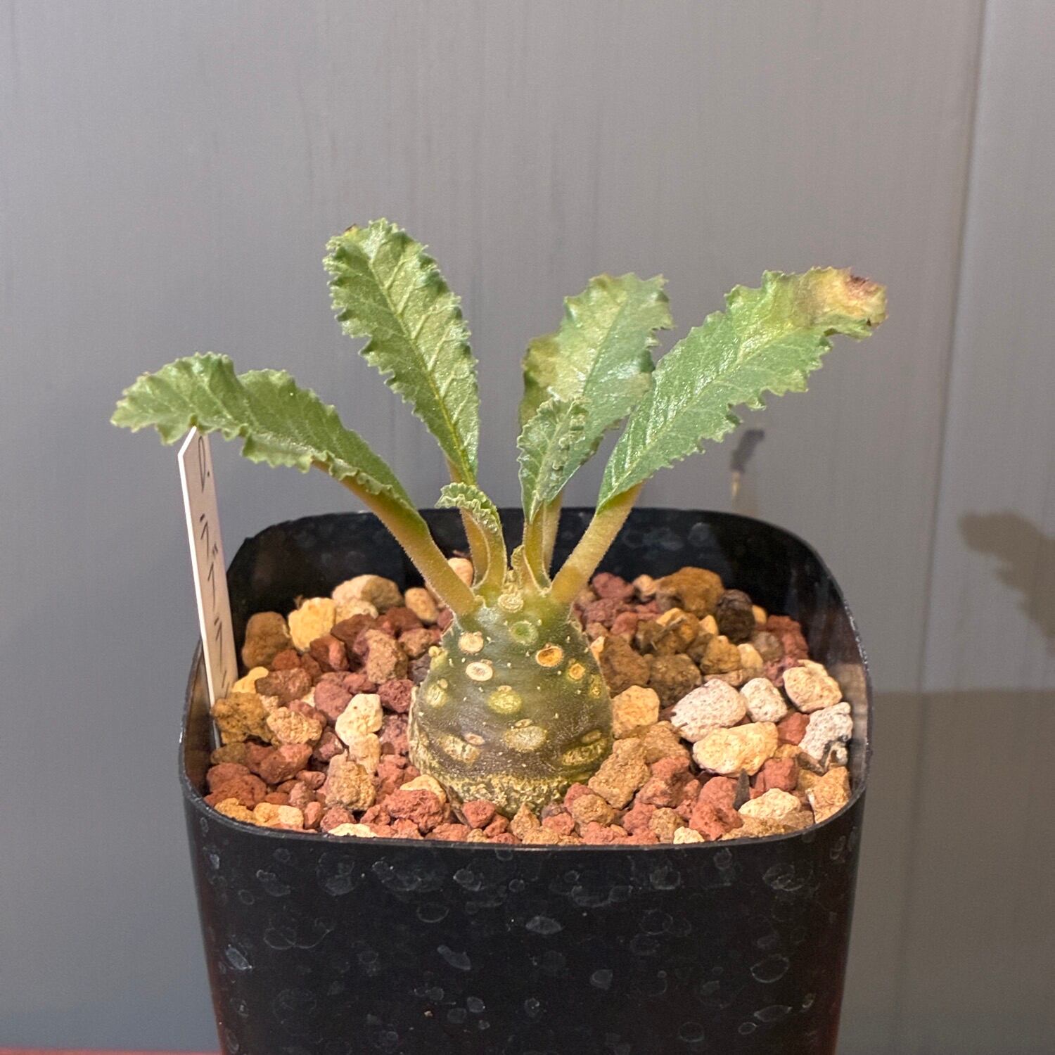 新着3日限定10%OFF】ドルステニア ラブラニー【335】 | PROTOLEAF